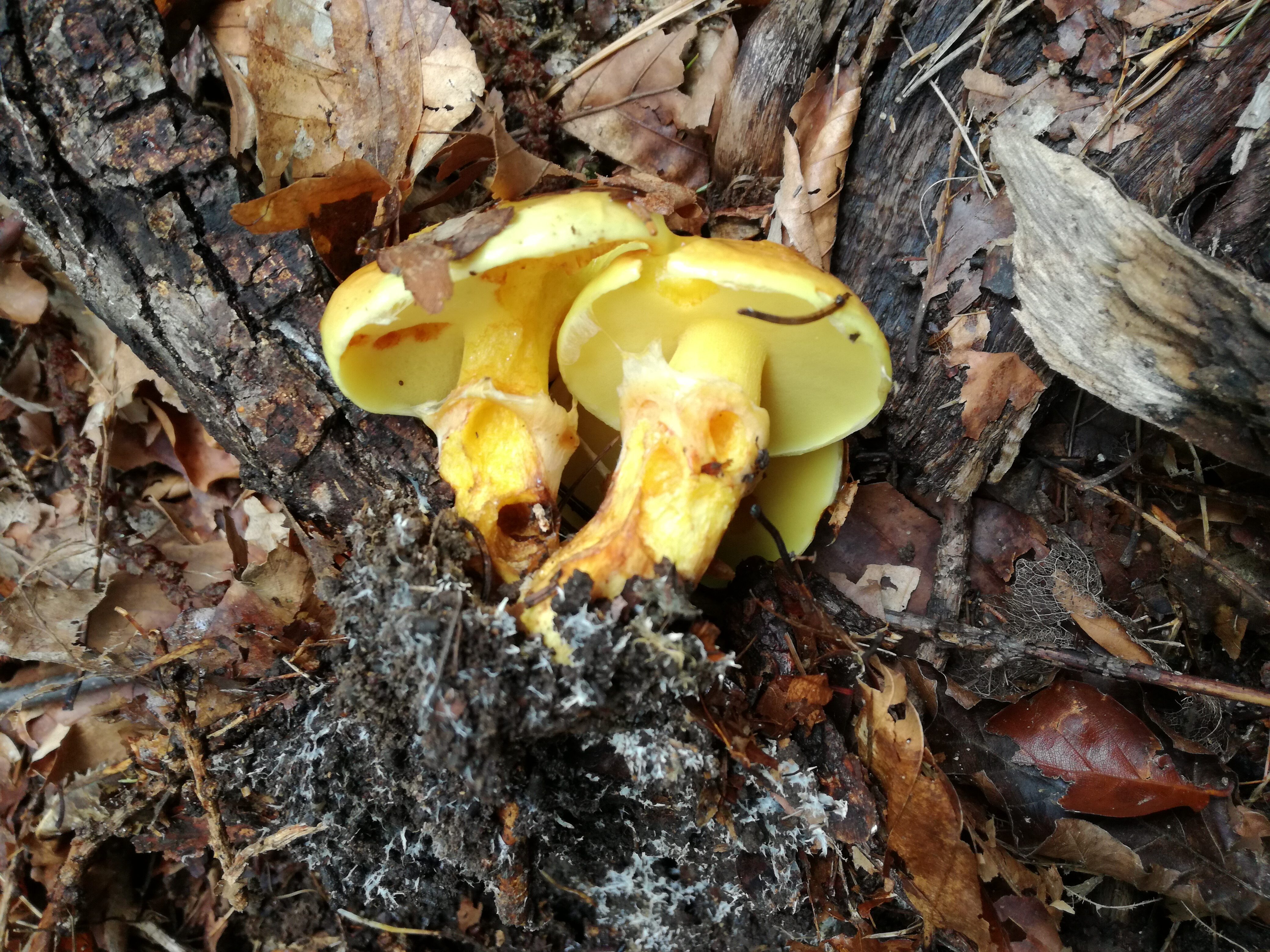 04102016180257 2894 art 733 img 20161004 094921