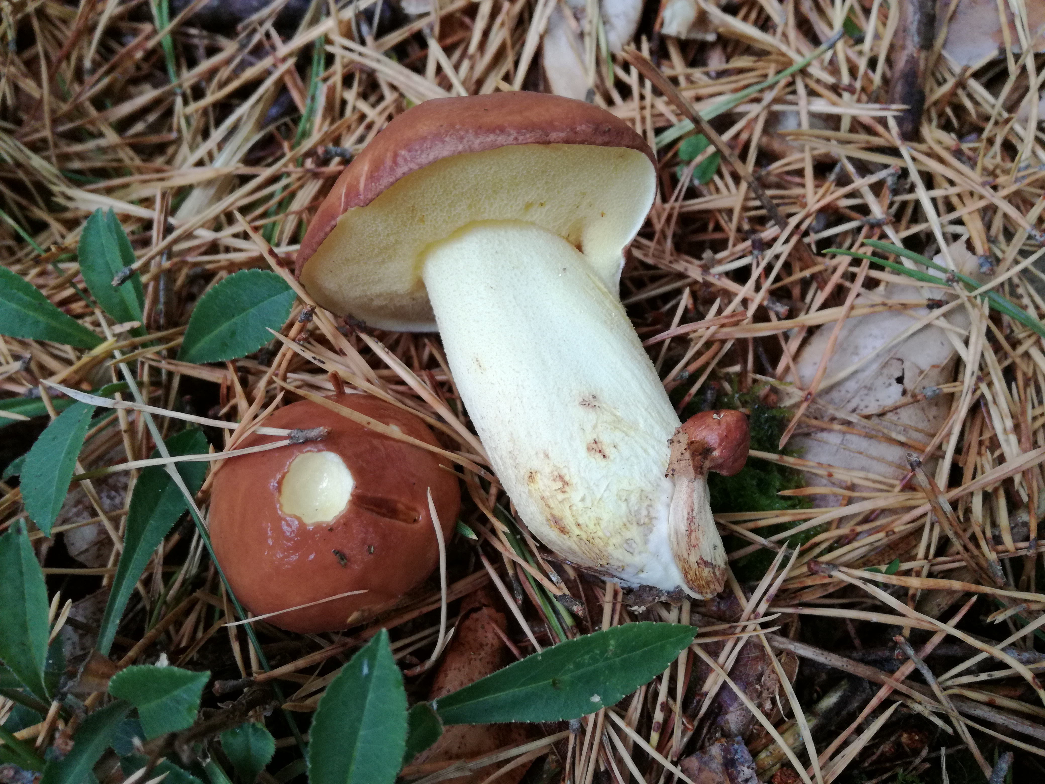 04102016180504 2895 art 732 img 20161004 103829