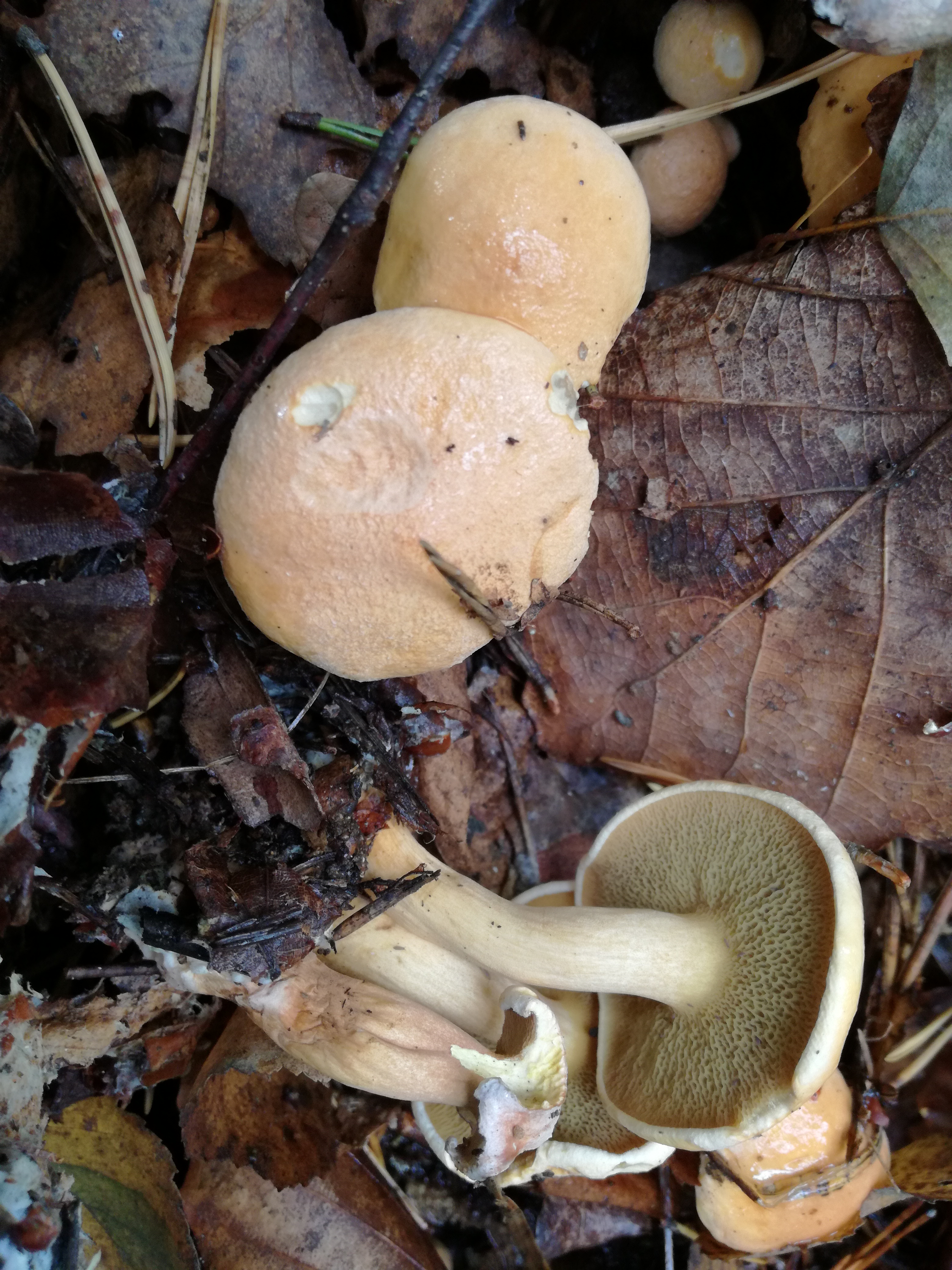 04102016182154 2896 art 1786 img 20161004 095718