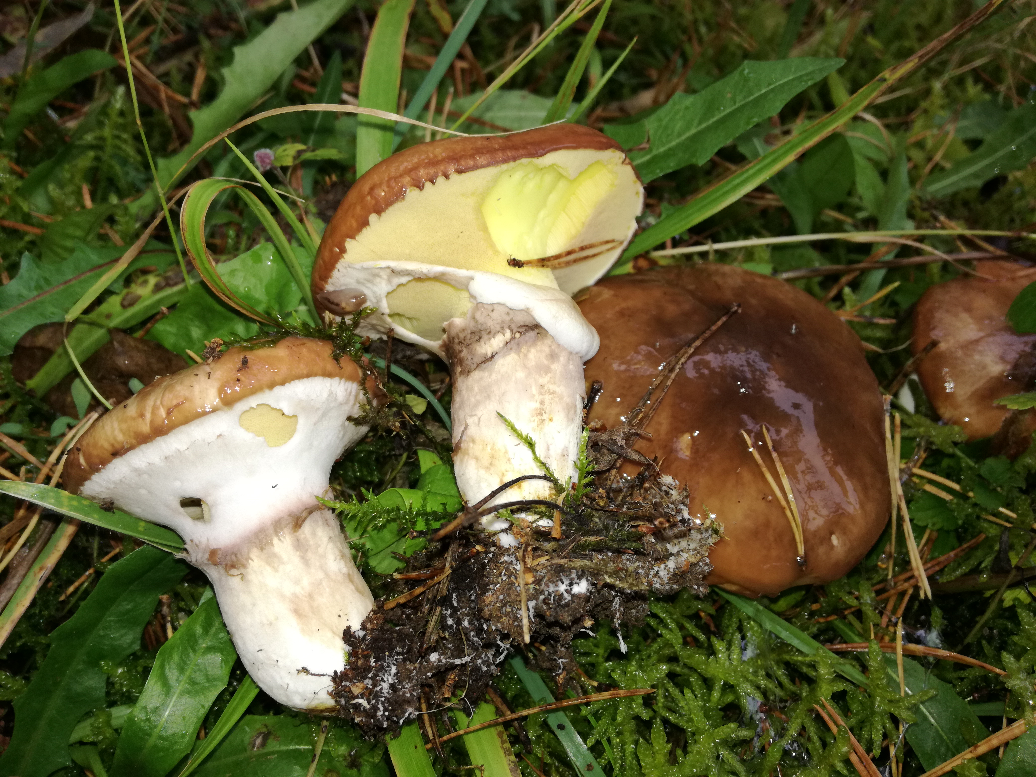 04102016183520 2897 art 1787 img 20161004 102418