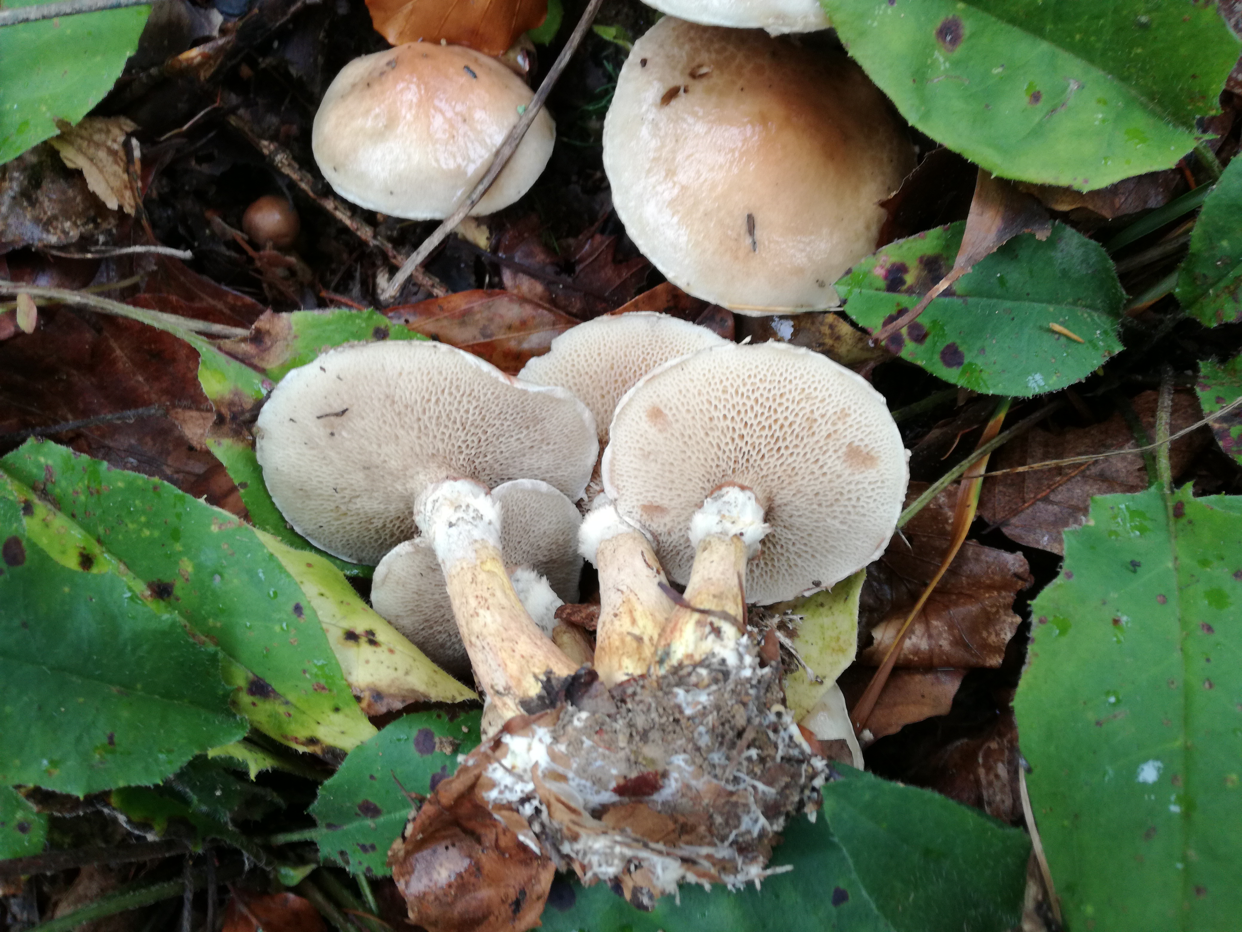 04102016184626 2898 art 1788 img 20161004 112814