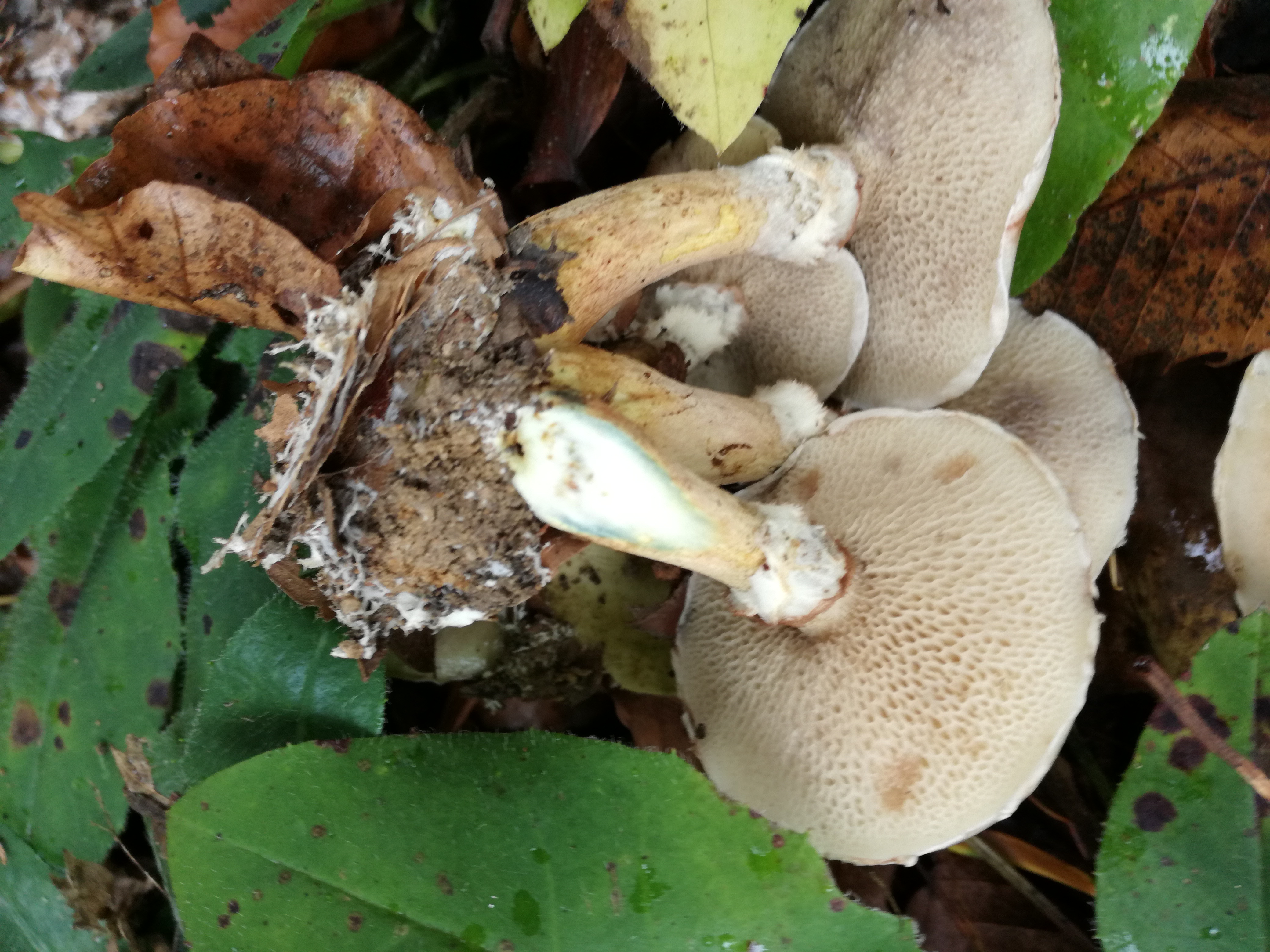 04102016184808 2899 art 1788 img 20161004 112918