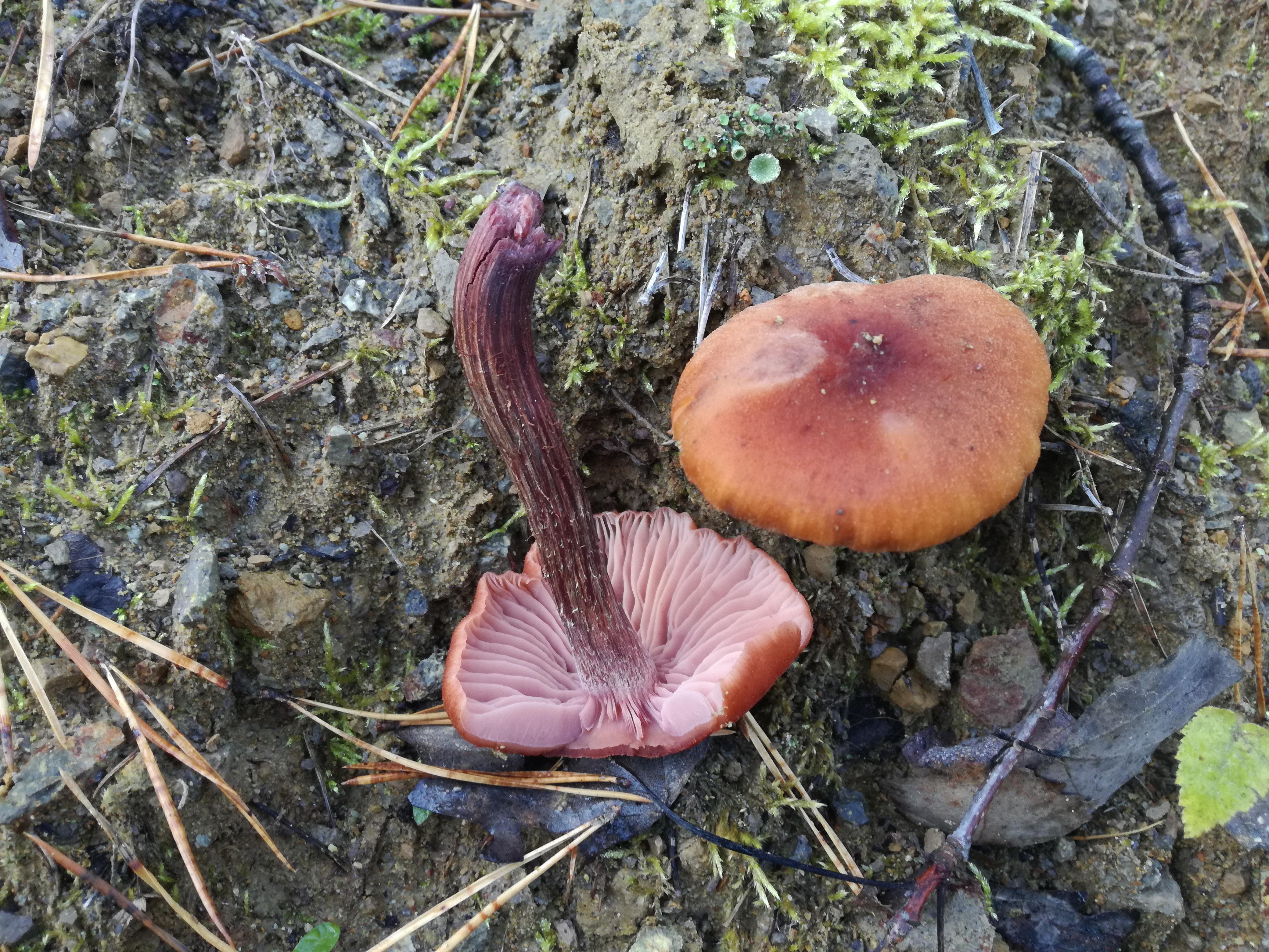 04112017223902 3263 art 1946 img 20171104 114941