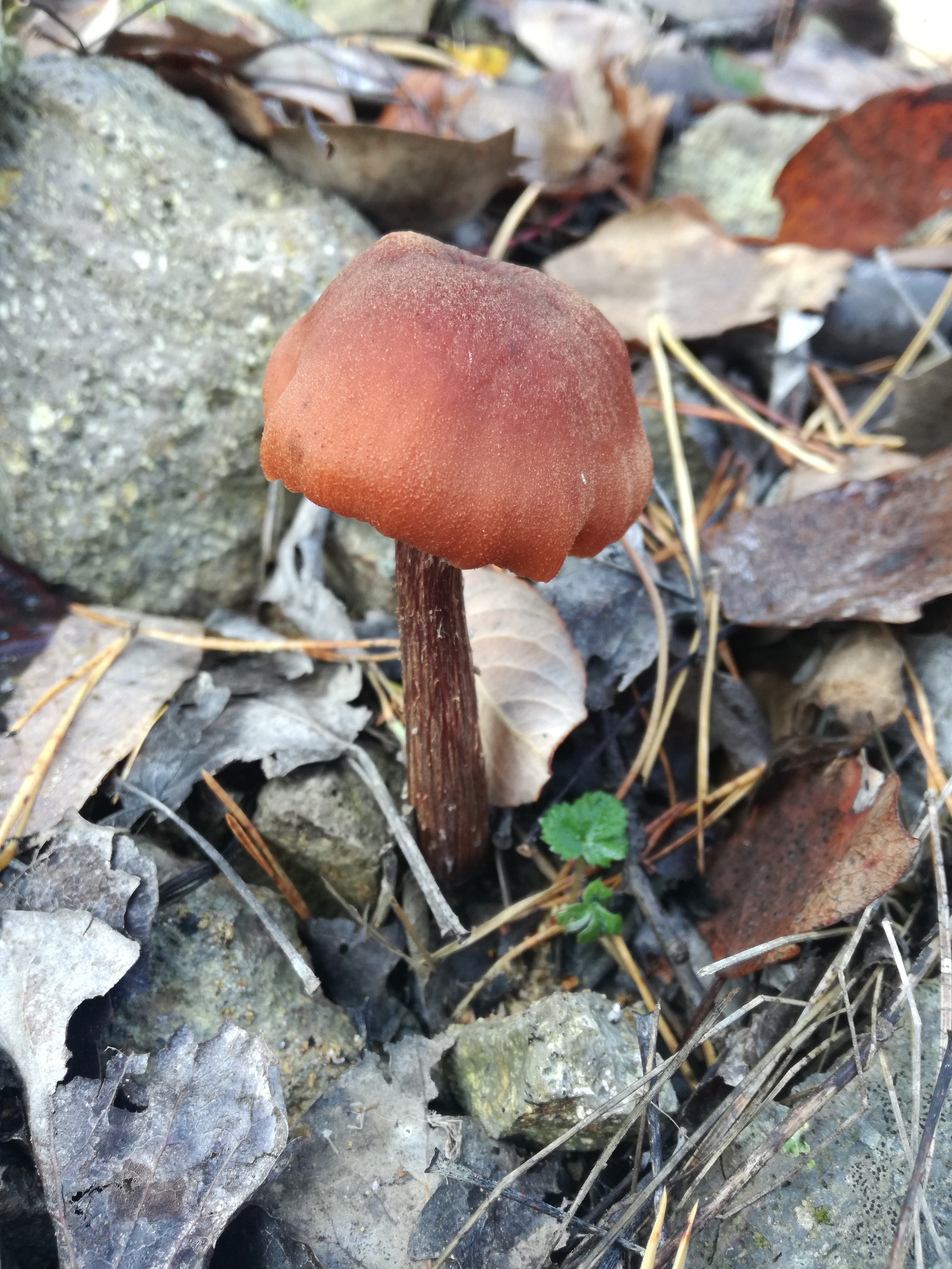 04112017224438 3264 art 1946 img 20171104 114808