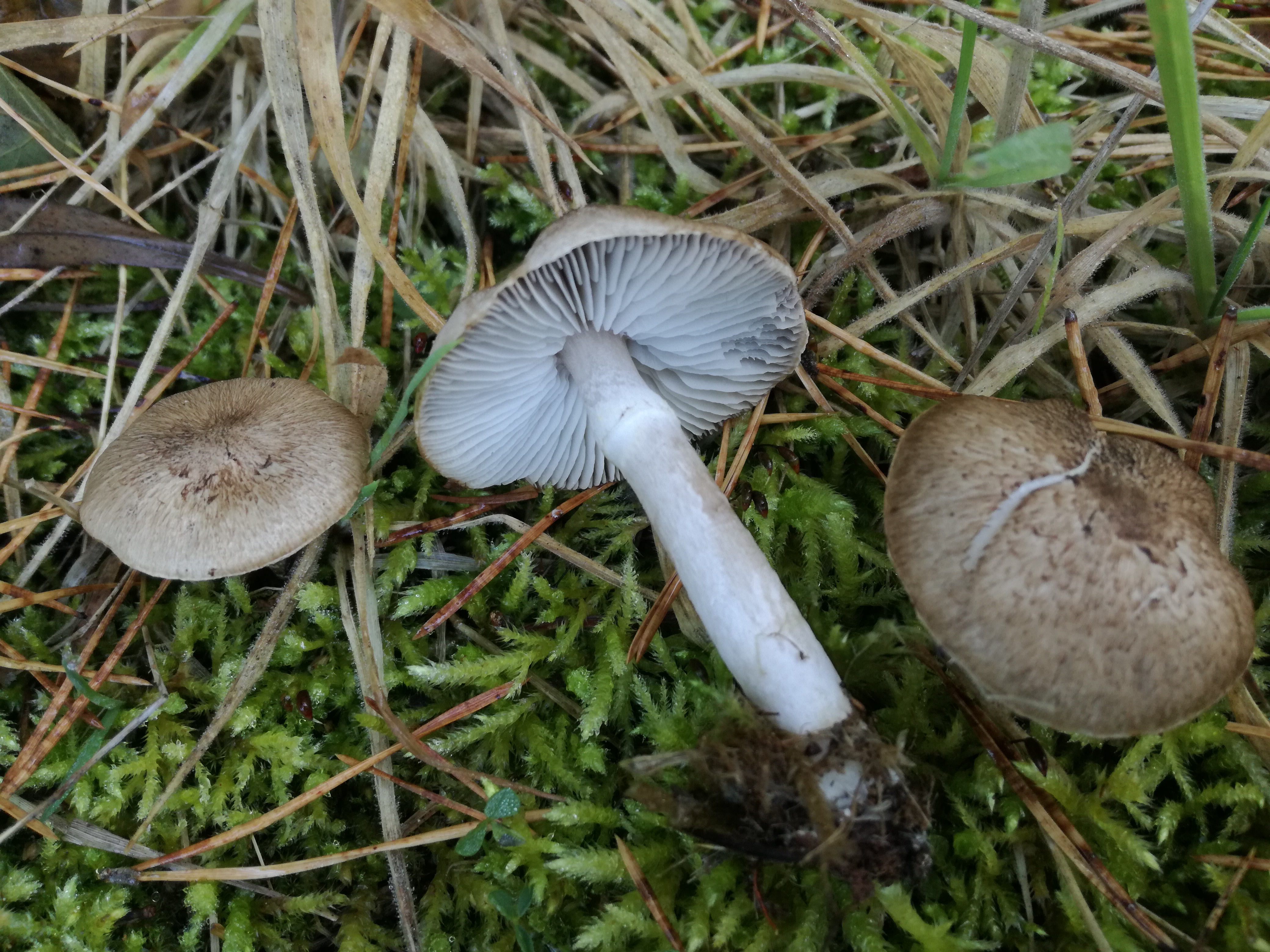 04112017225955 3265 art 1947 img 20171104 123258