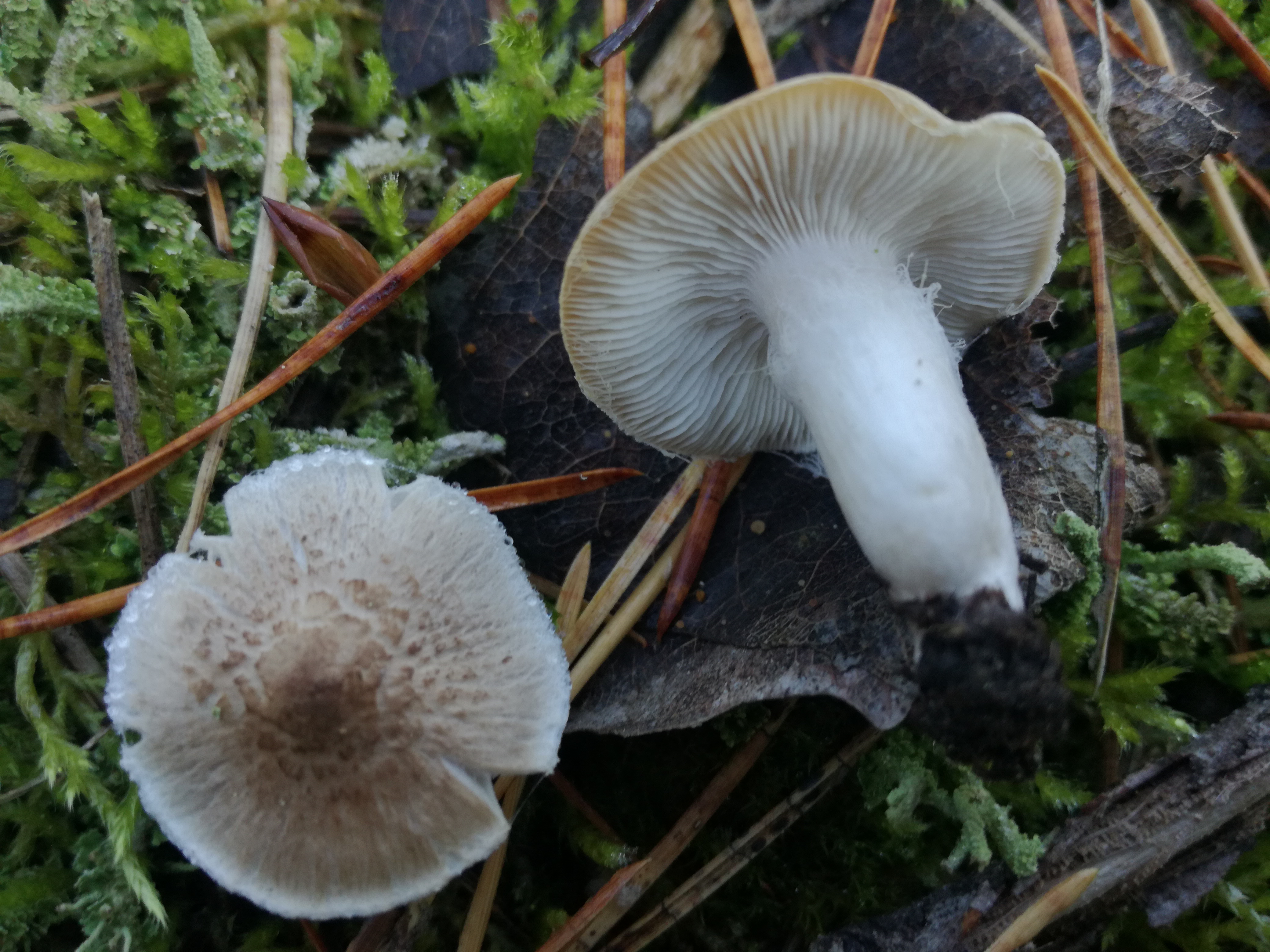 04112017230247 3266 art 1947 img 20171104 120116