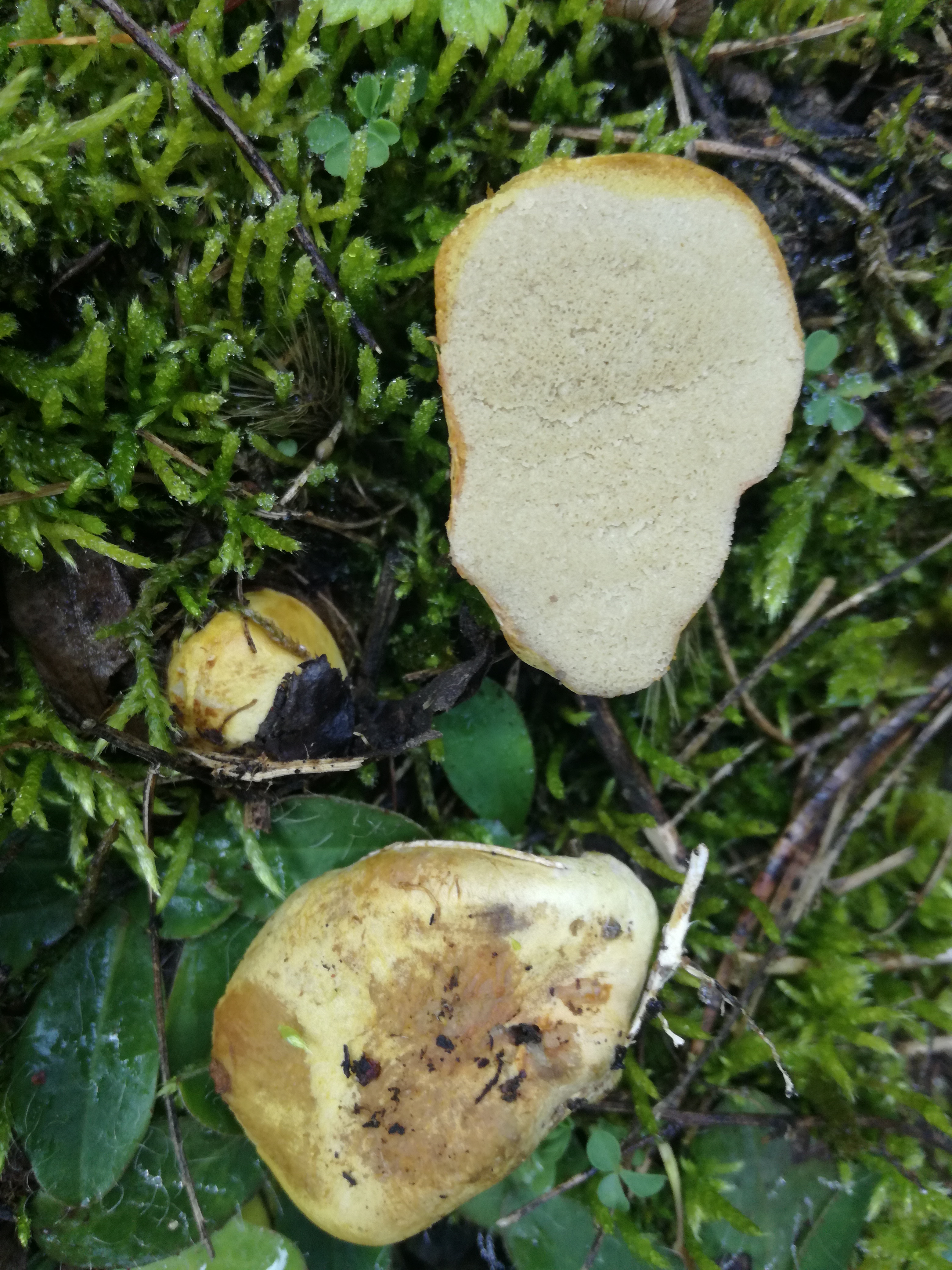 04112017231737 3269 art 1948 img 20171104 115454