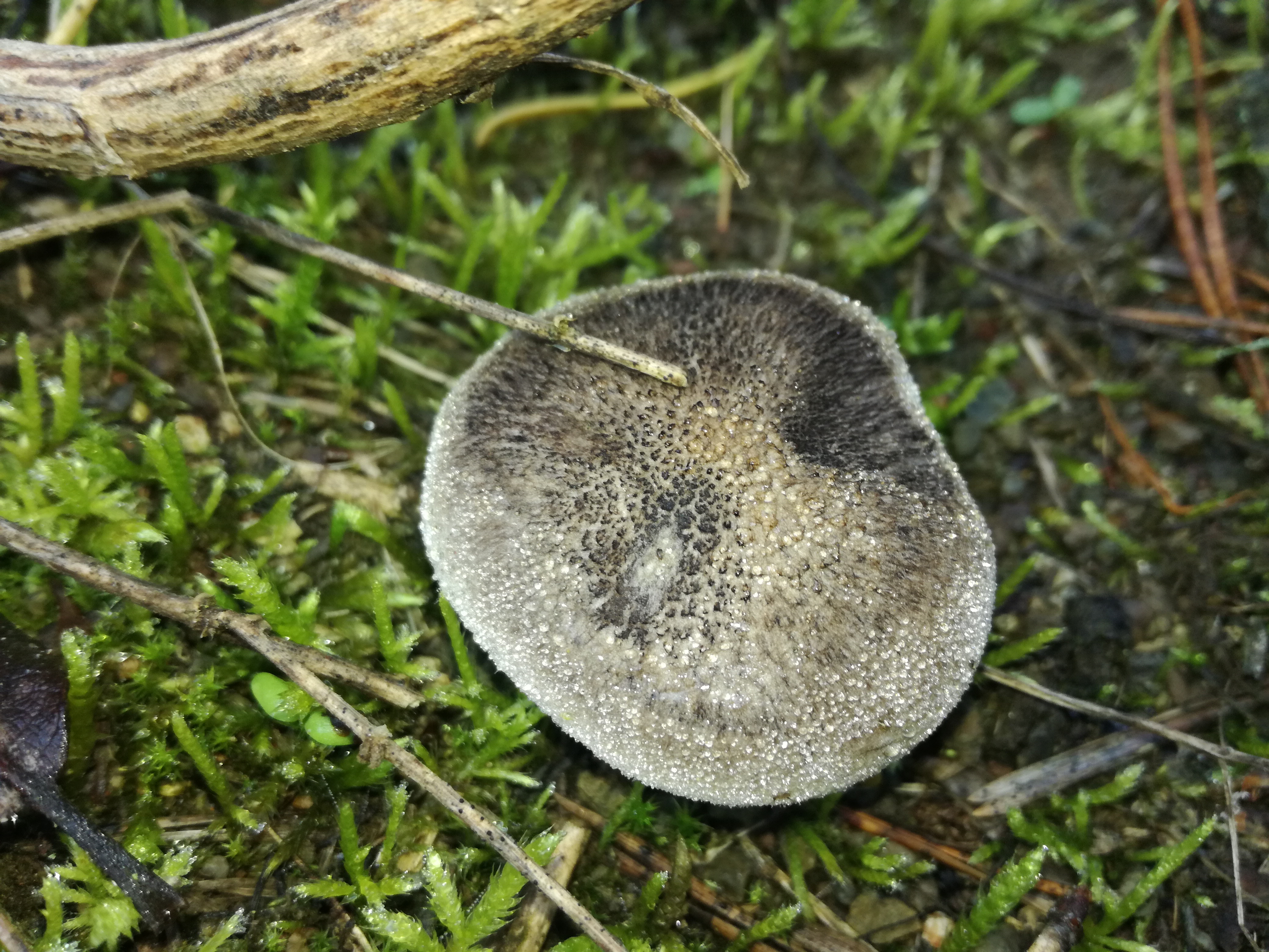 04112017233153 3270 art 1949 img 20171104 115633