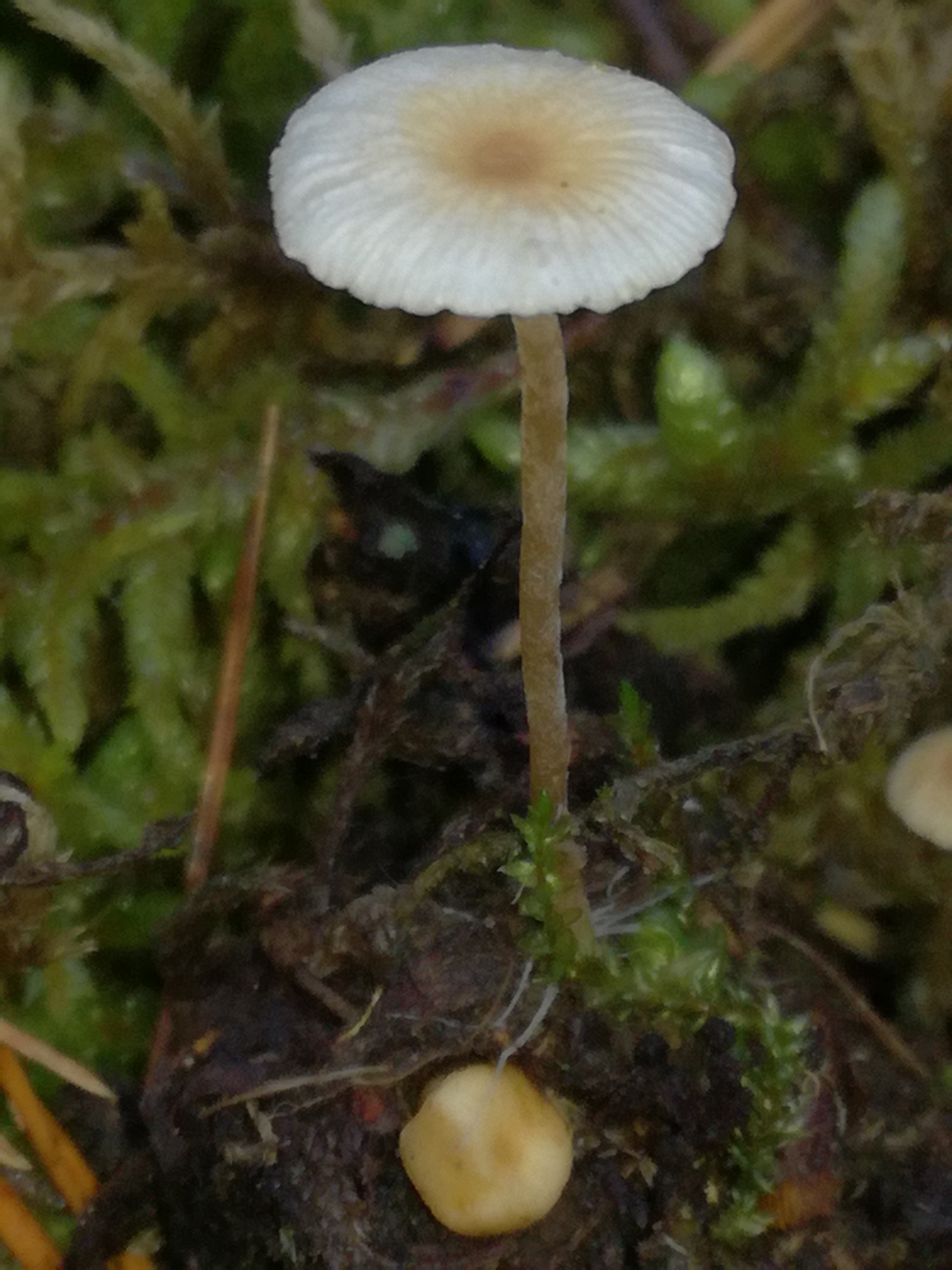 04112017234833 3272 art 1950 img 20171104 120525