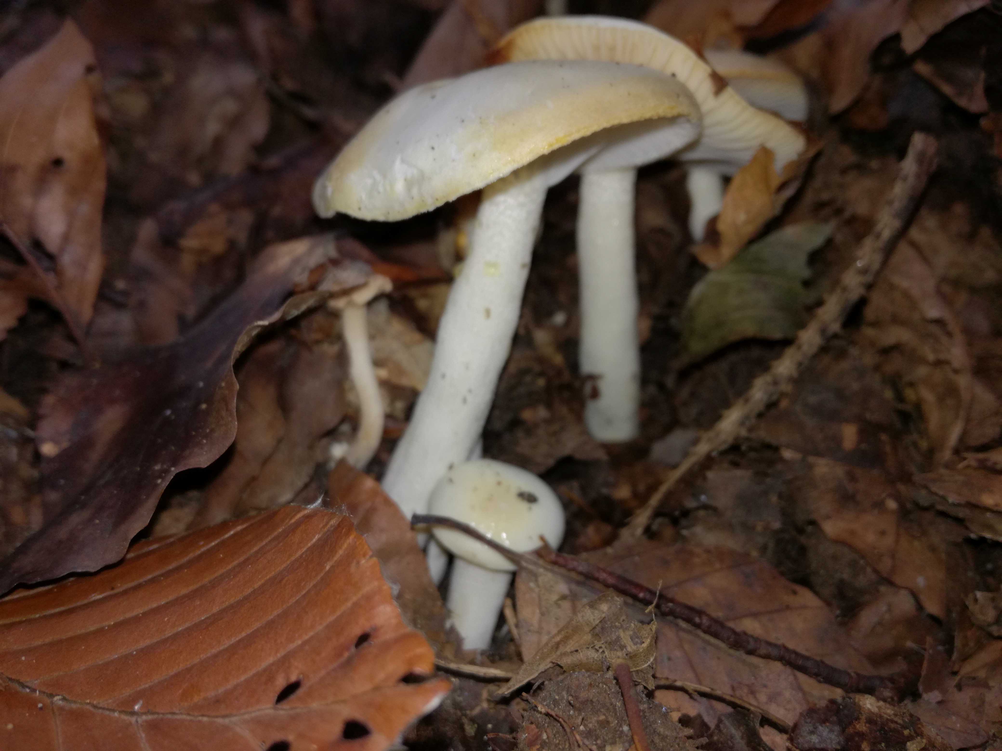 04112017235231 3273 art 1940 img 20171004 132724