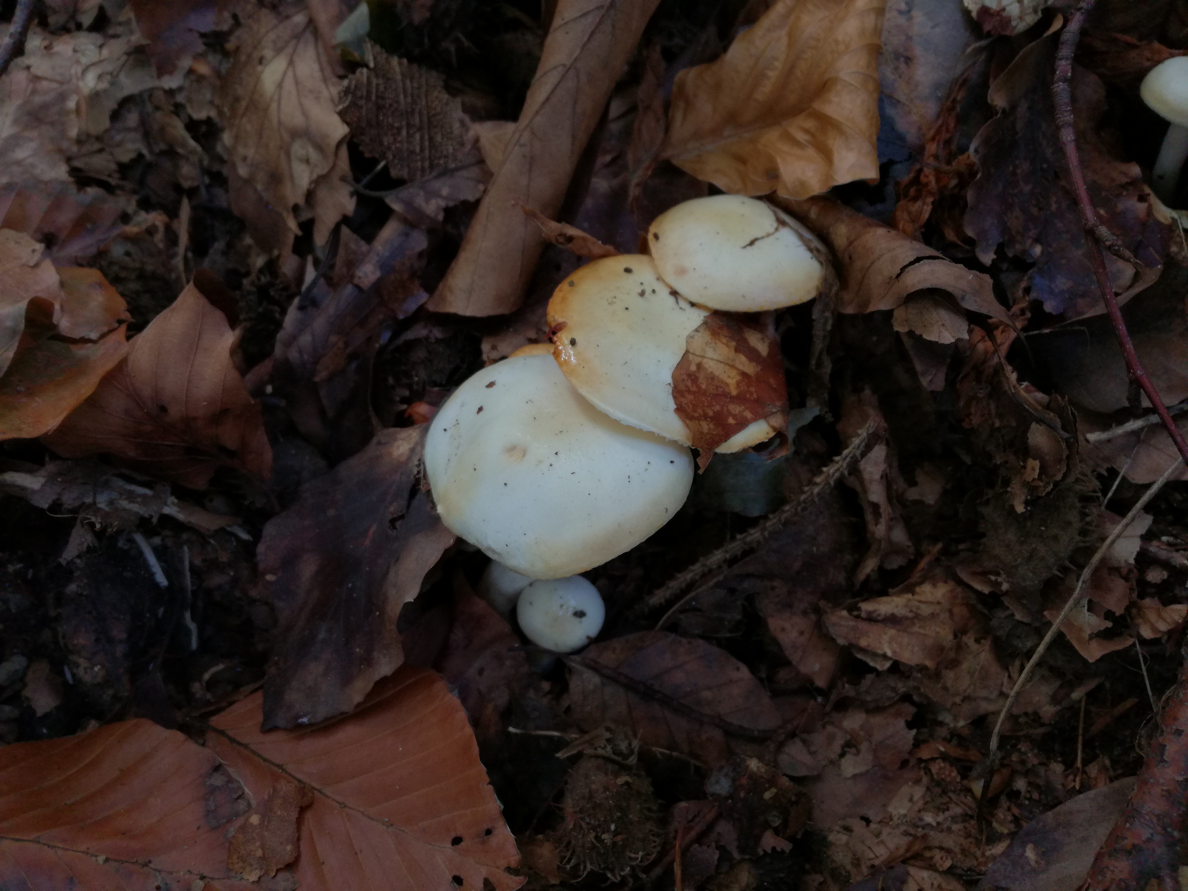 04112017235343 3274 art 1940 img 20171004 132748