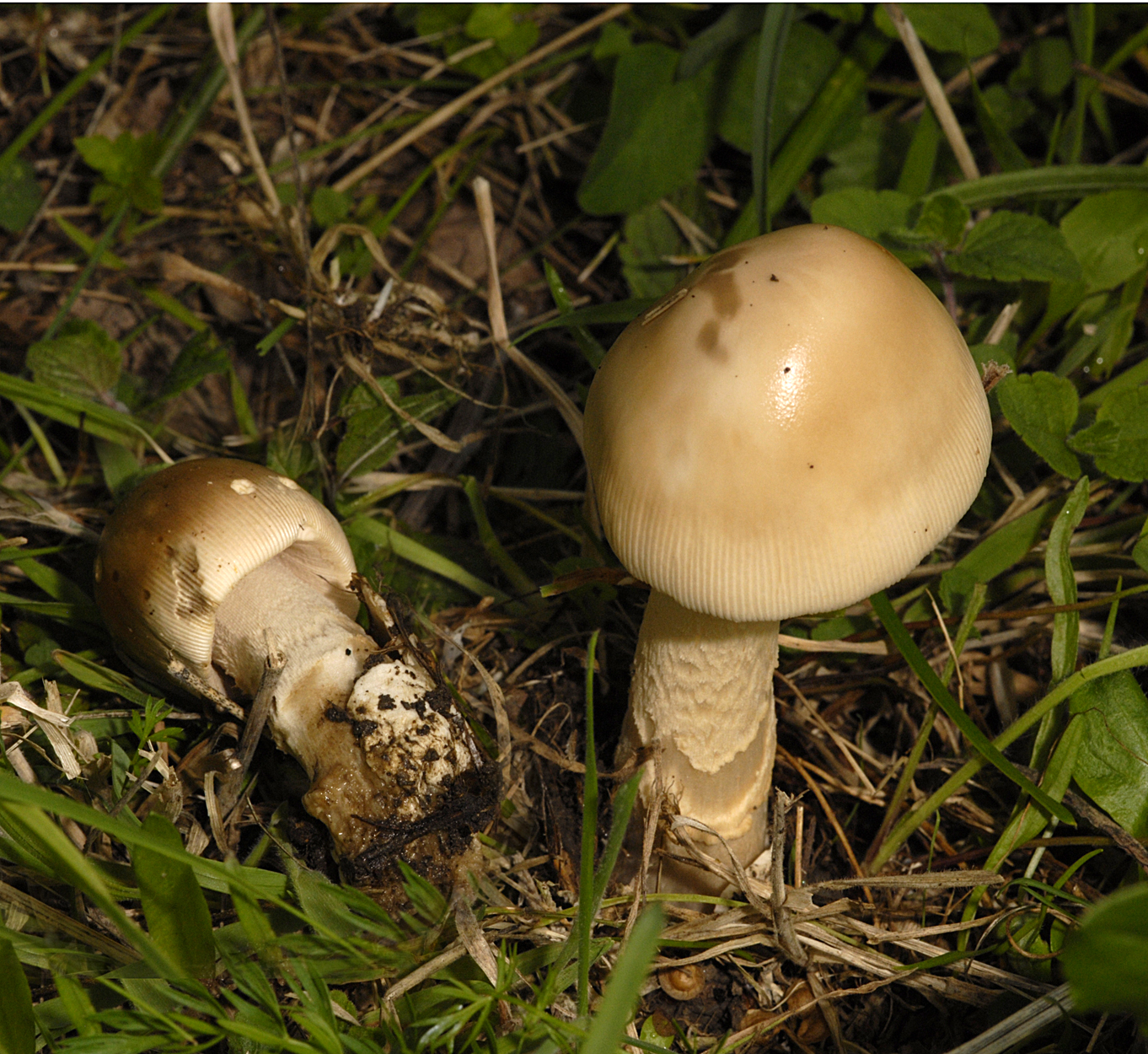 05052013104208 207 art 218 5942 ama beckeri lividopallescens e11 kopie