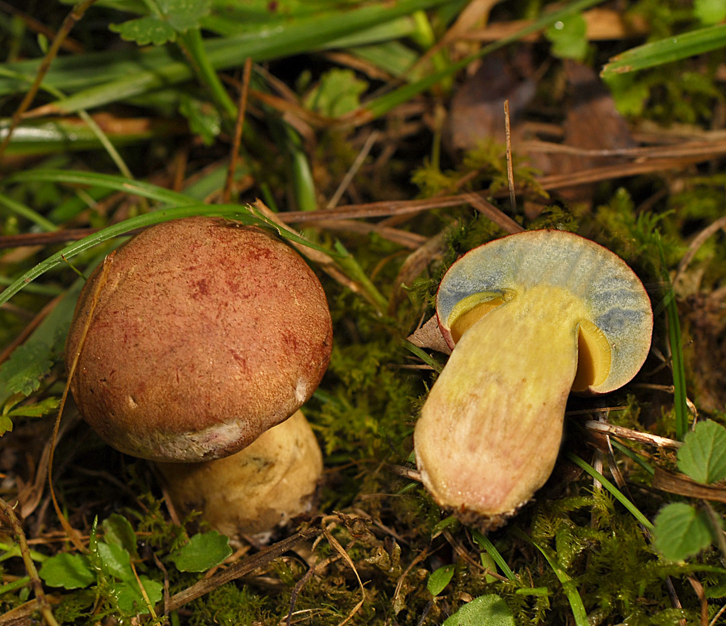05052013105407 208 art 219 6002 boletus fuscoroseus e25 kopie