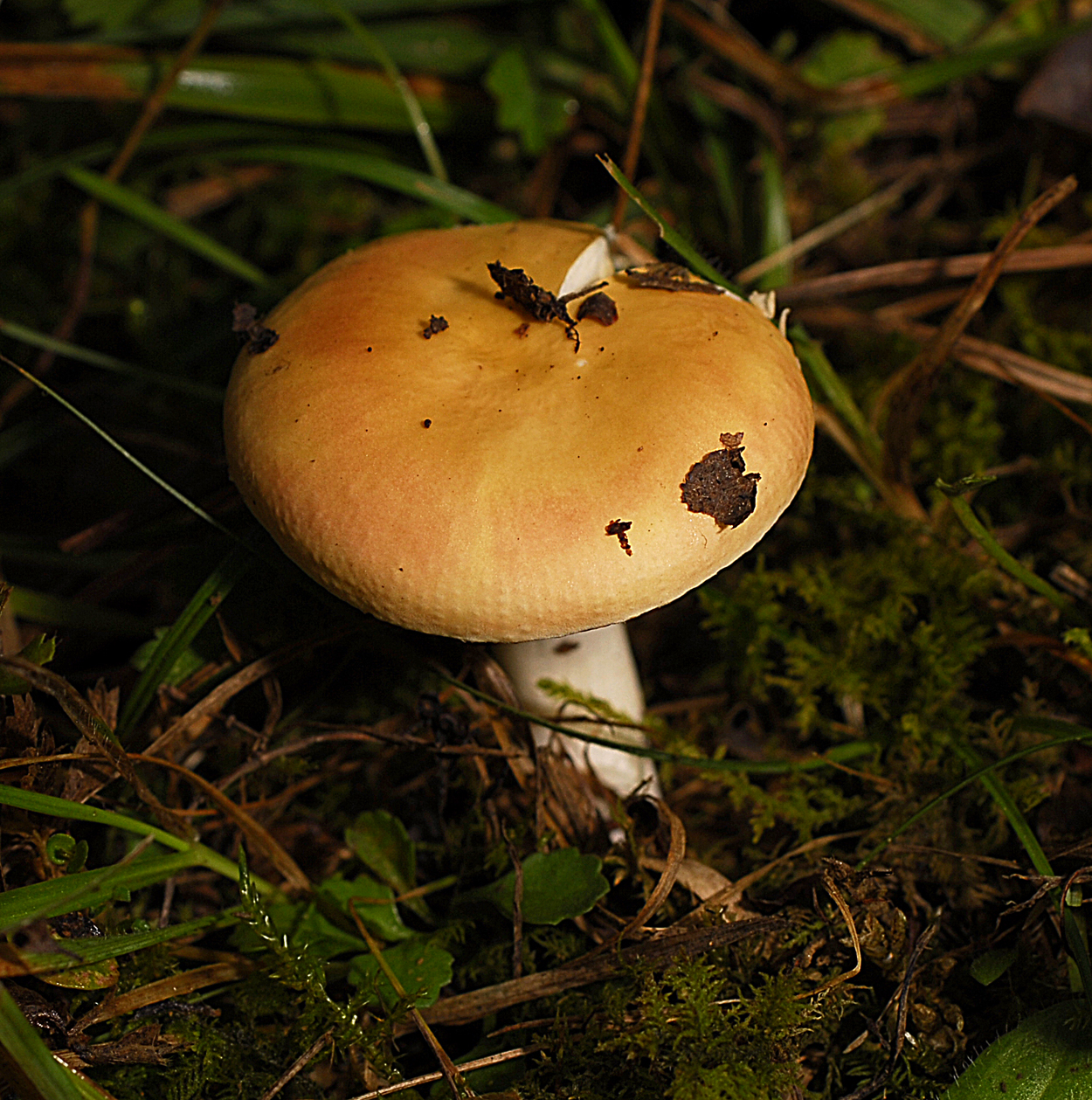 05052013110929 209 art 220 6003 russula risigallina e22 kopie