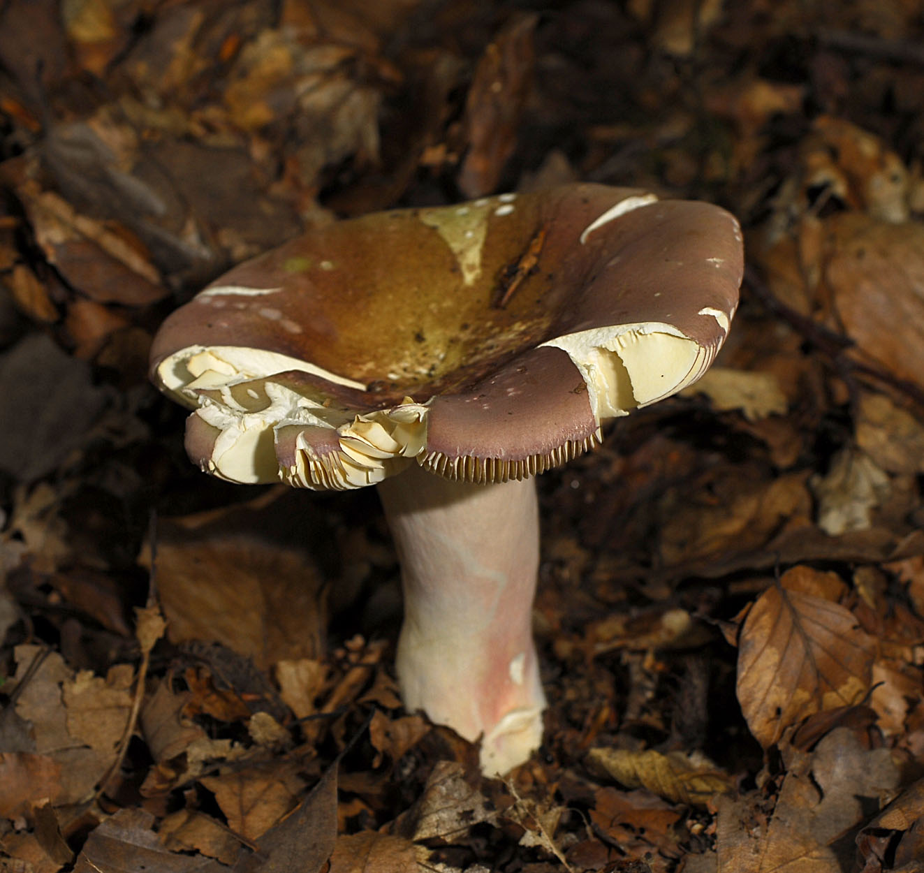 05052013112040 210 art 221 6010 russula olivacea e54 kopie