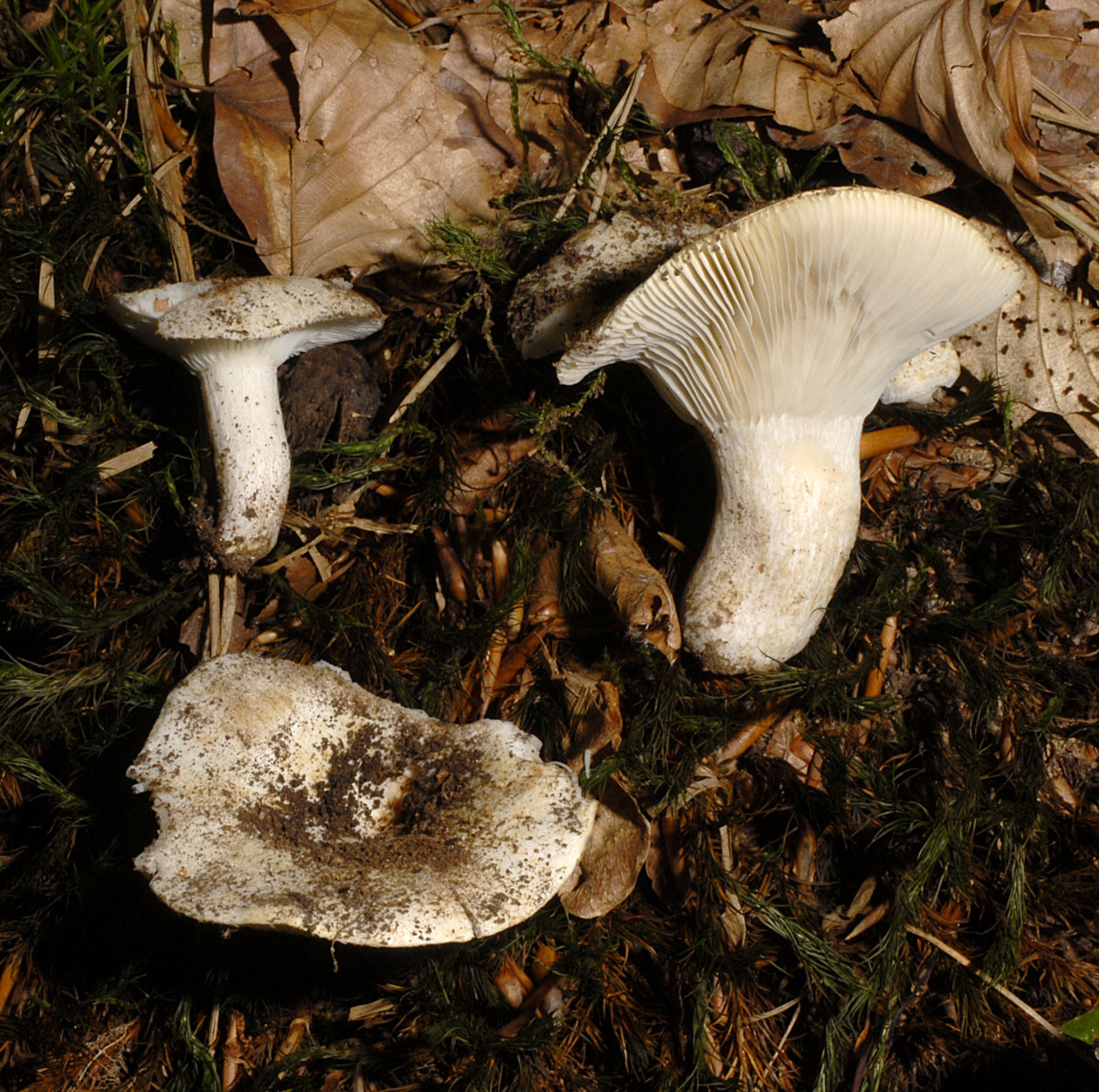 05052013113238 211 art 222 6458 rus acrifolia e27 kopie