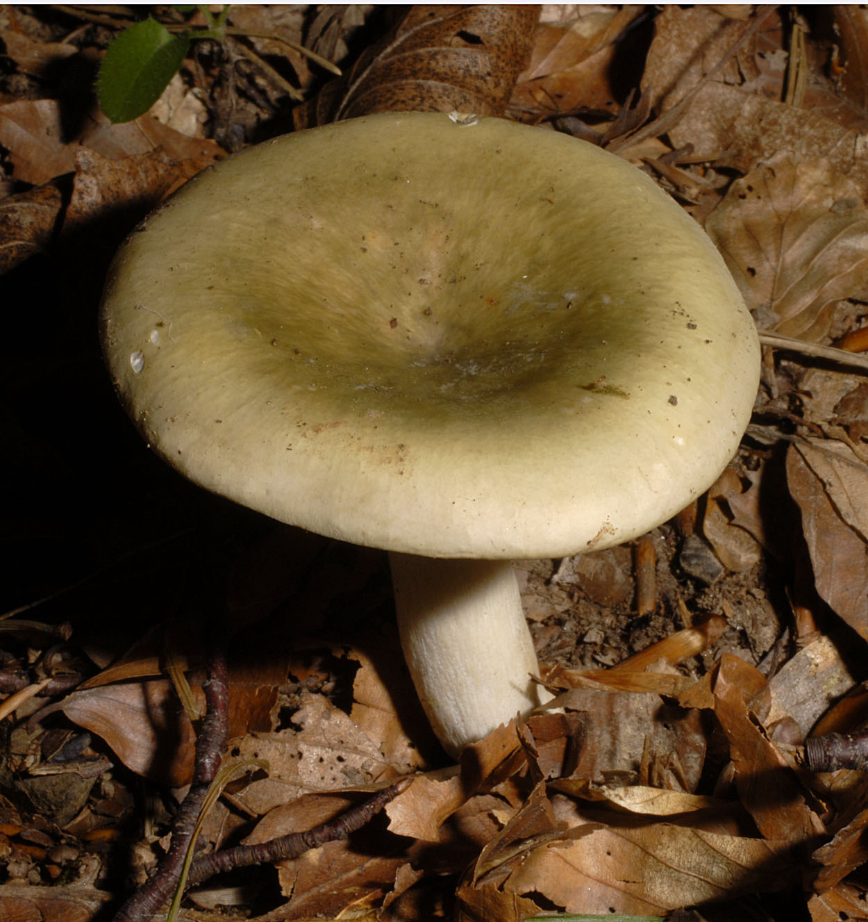 05052013114401 212 art 223 6459 rus heterophylla e32 kopie