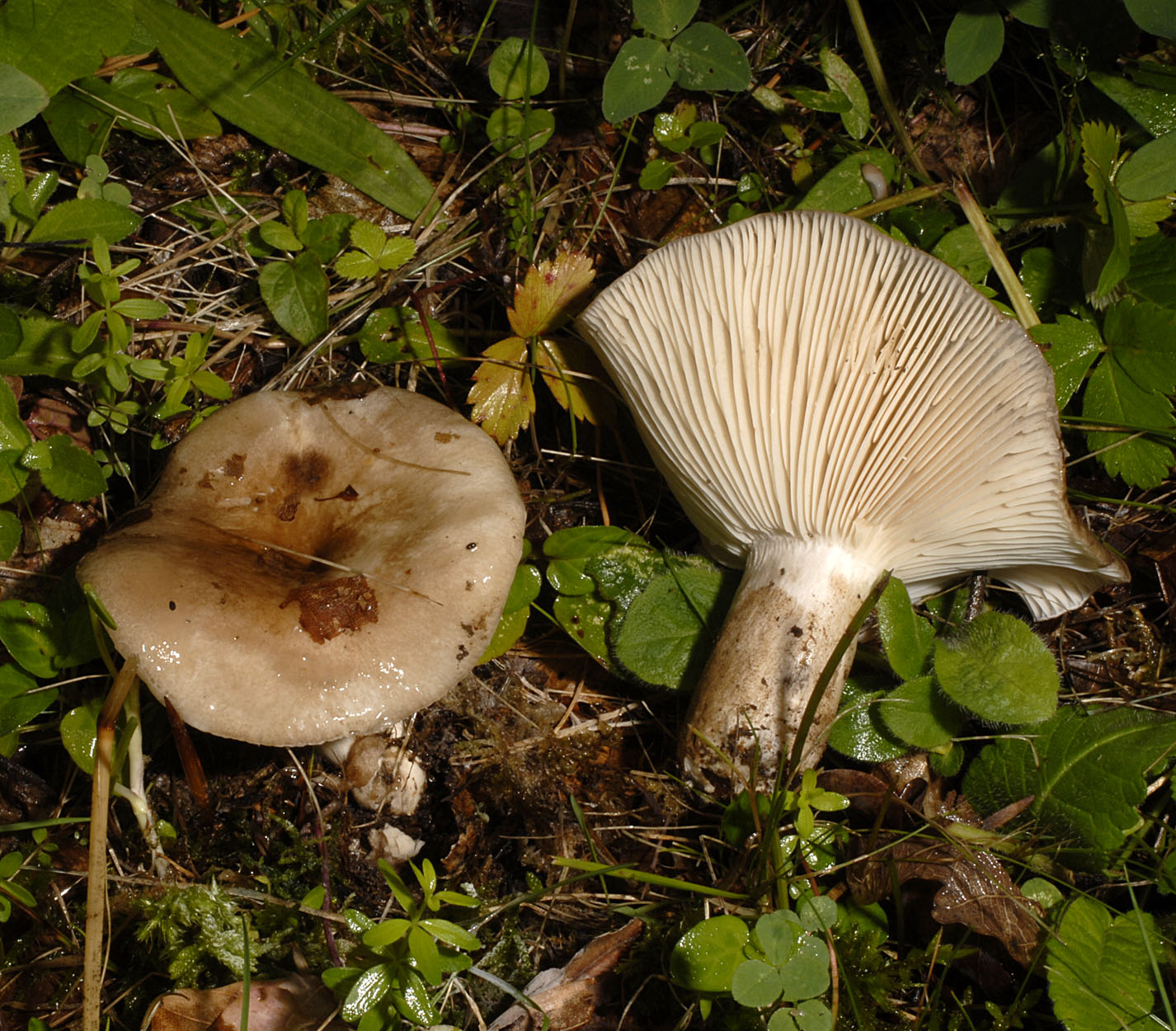 05052013115839 214 art 224 6517 rus anthracina e19 kopie