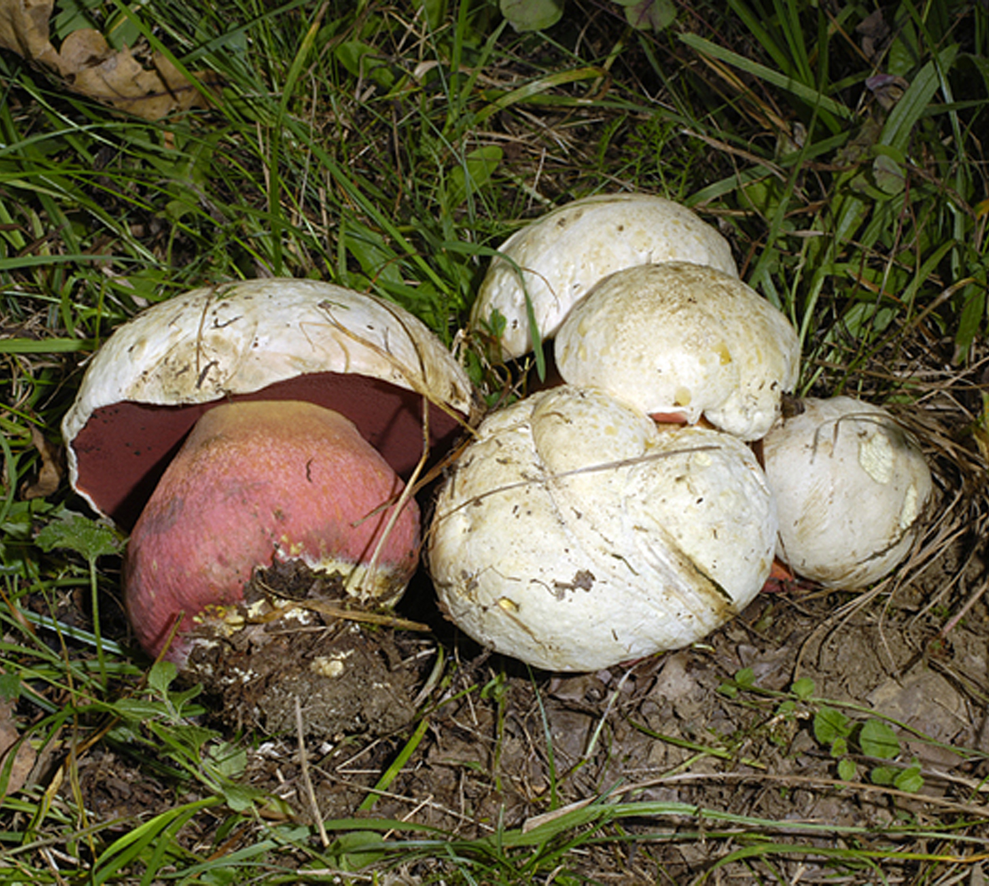 05052013142129 217 art 225 boletus satanas kopie