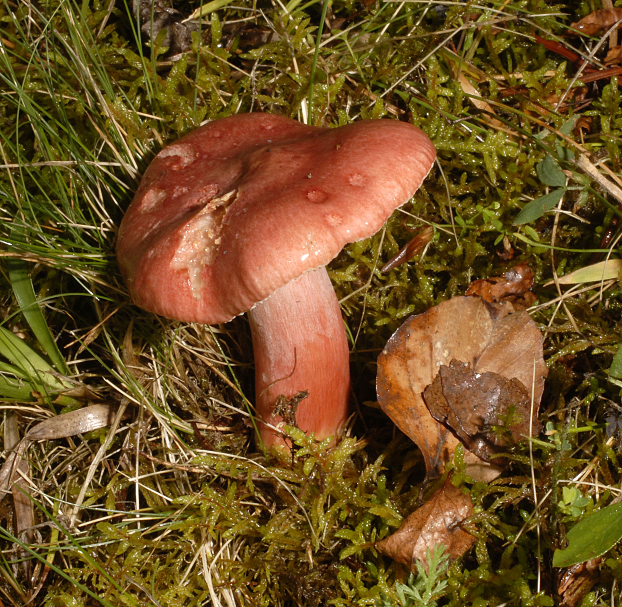 05052013144333 218 art 226 6521 rus sanguinea e37 kopie