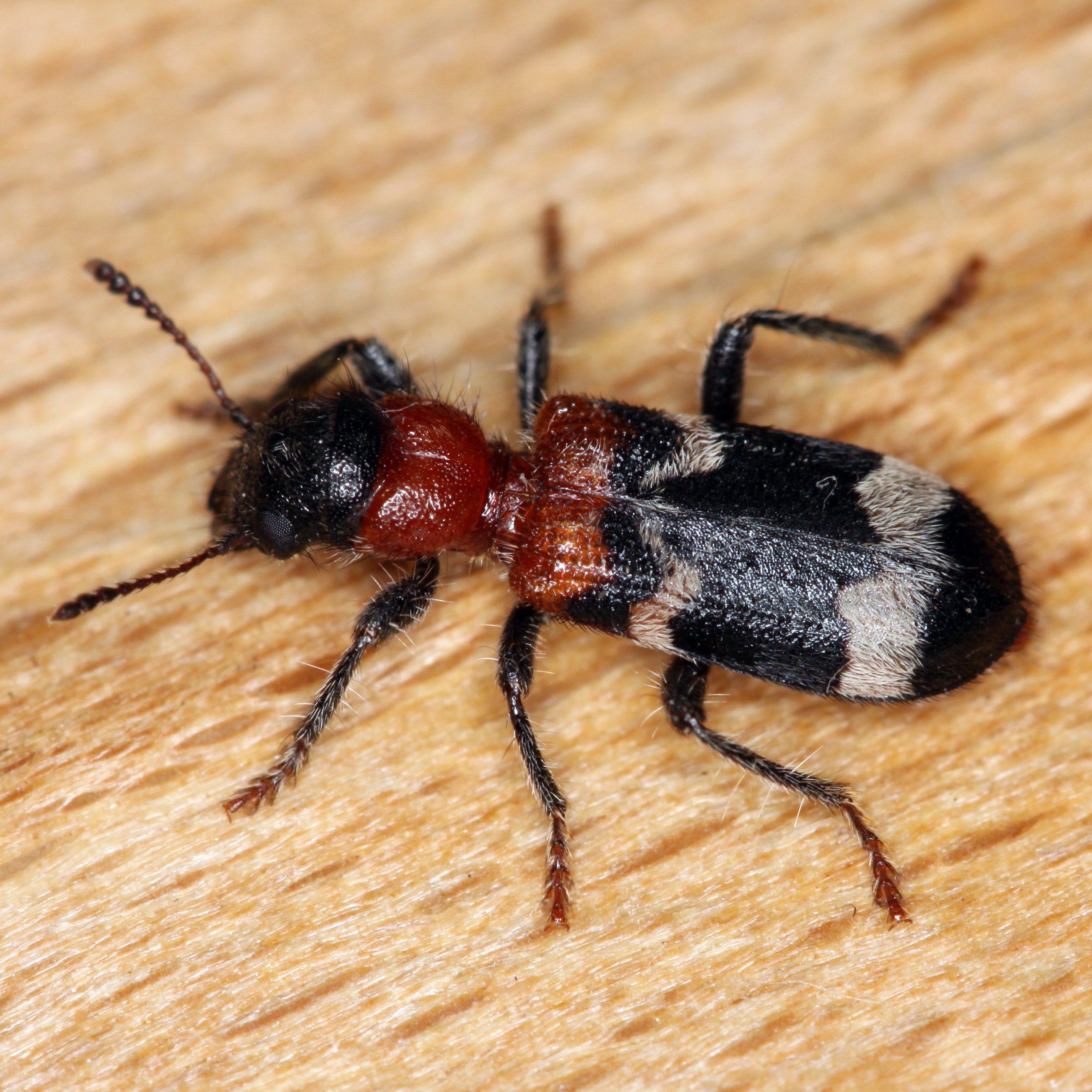 05052013192410 219 art 230 thanasimus formicarius