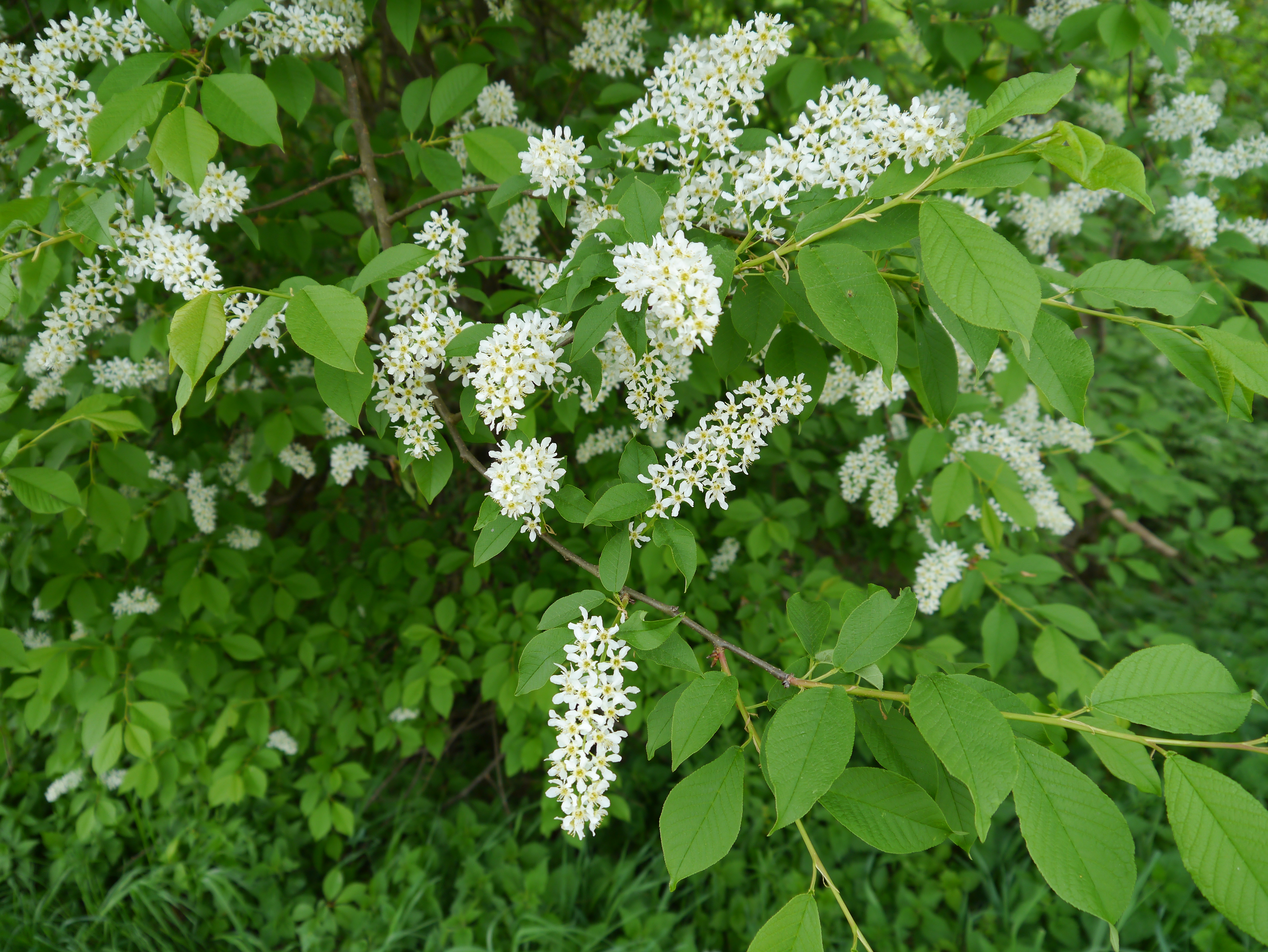 05052013193723 220 art 229 prunus padus1