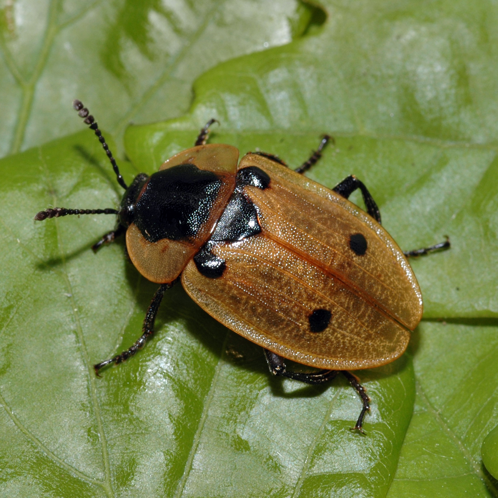 05052013195325 221 art 232 xylodrepa quadrimaculata 1 1
