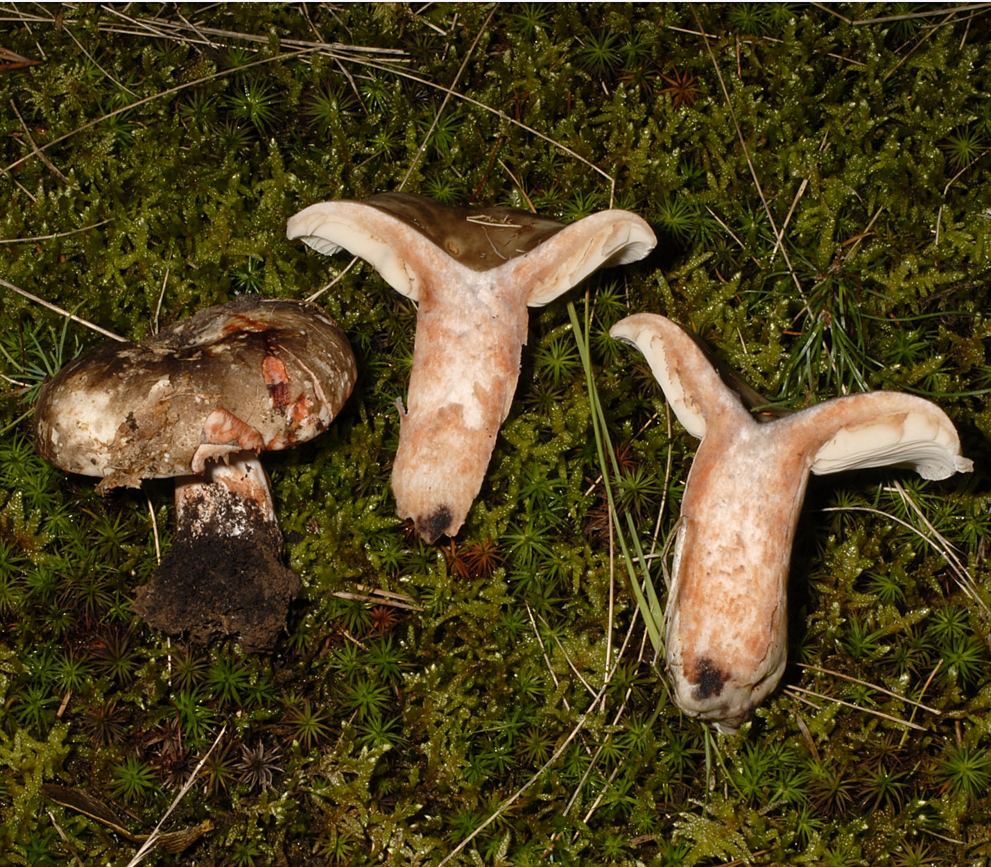 05052013204430 223 art 237 6575 rus densifolia e51 kopie