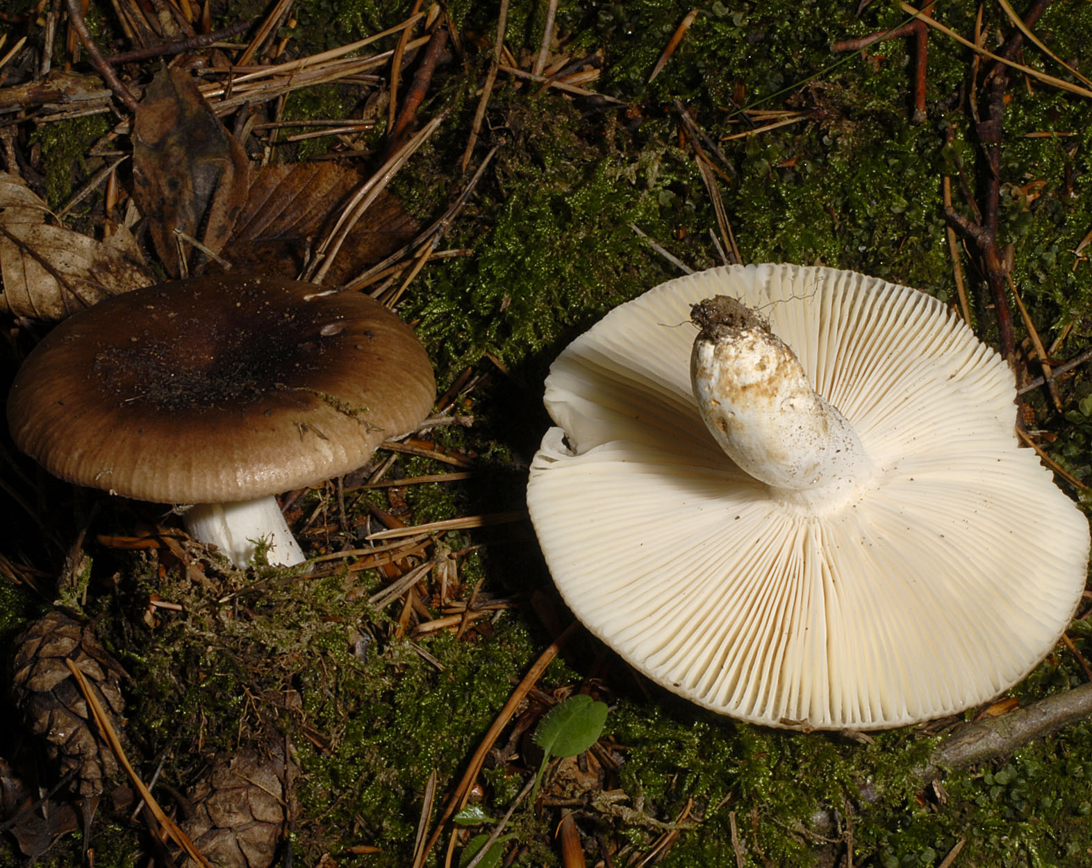 05052013205727 224 art 240 6520 rus integra e32 kopie