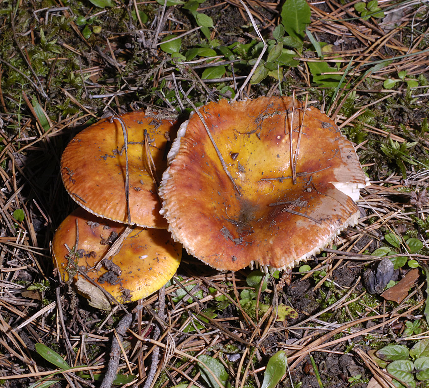 05052013211219 225 art 241 rus aurea 5669 76 kopie