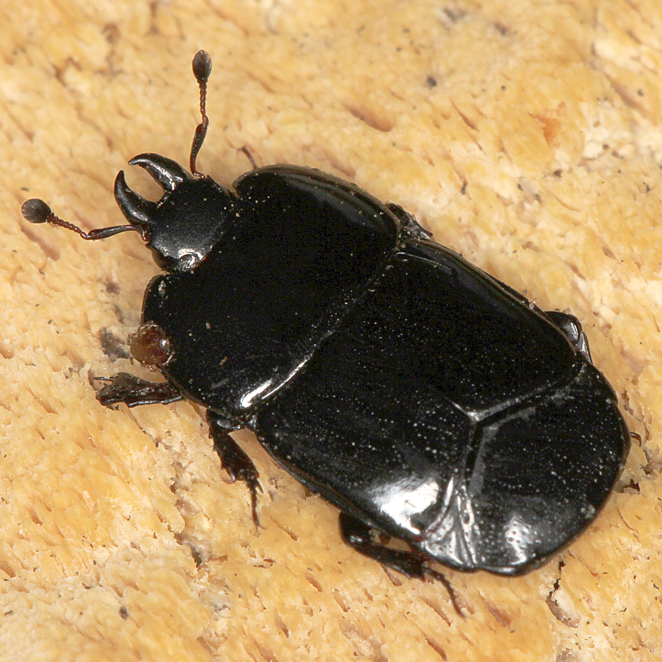 05052013212114 226 art 242 hololepta plana 4 1