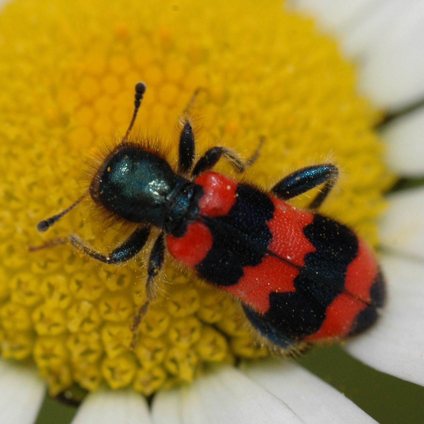 05052013220055 227 art 243 trichodes apiarius 3