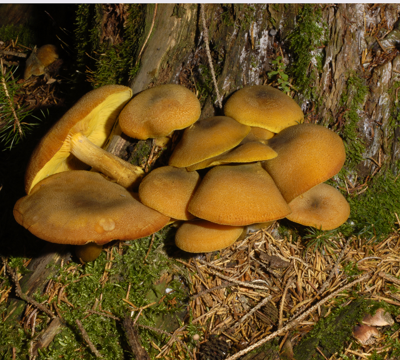 05052013223523 228 art 244 6120 tricholomopsis decora e70 kopie