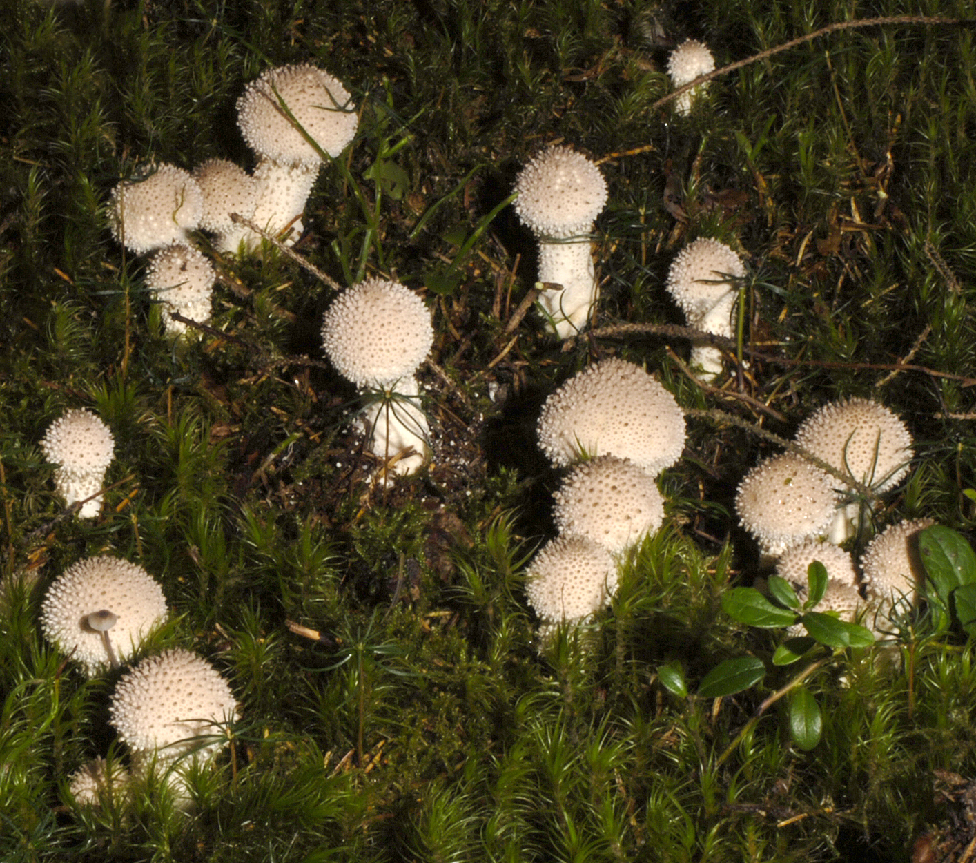 05052013225136 229 art 245 6121 lycoperdon perlatum 72 kopie