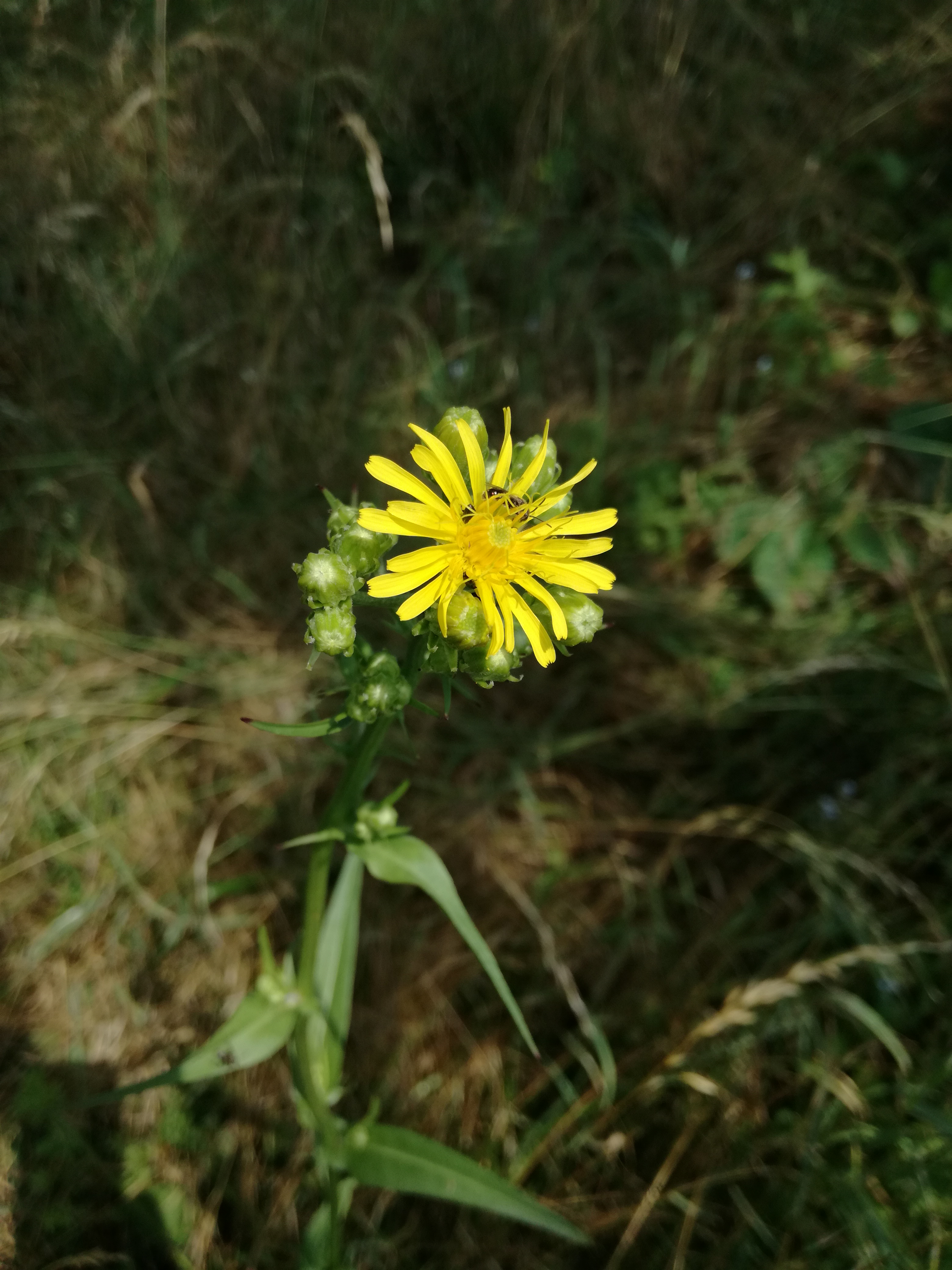 05062018213412 3702 art 2229 img 20180605 110812