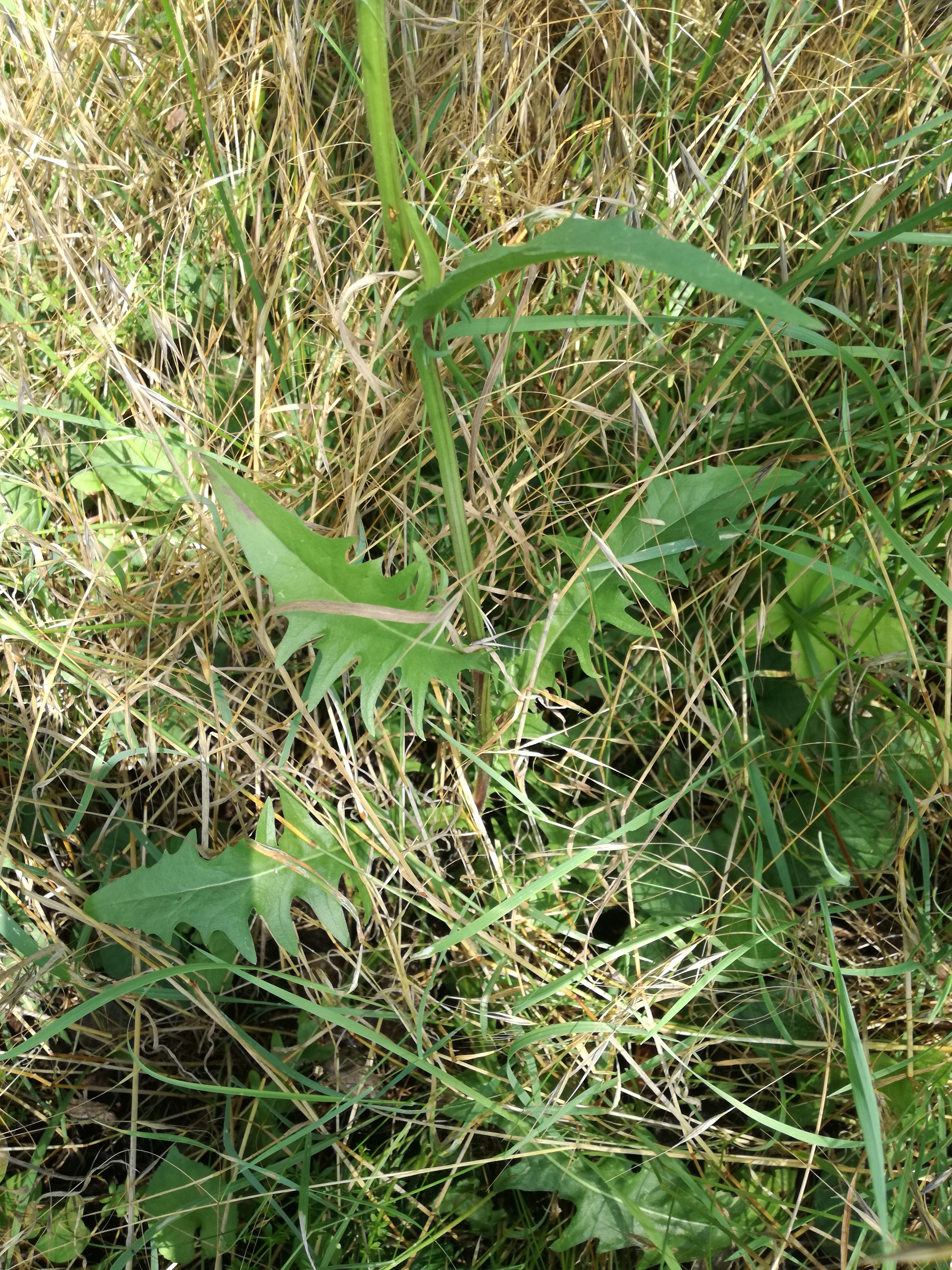 05062018213503 3703 art 2229 img 20180605 110831