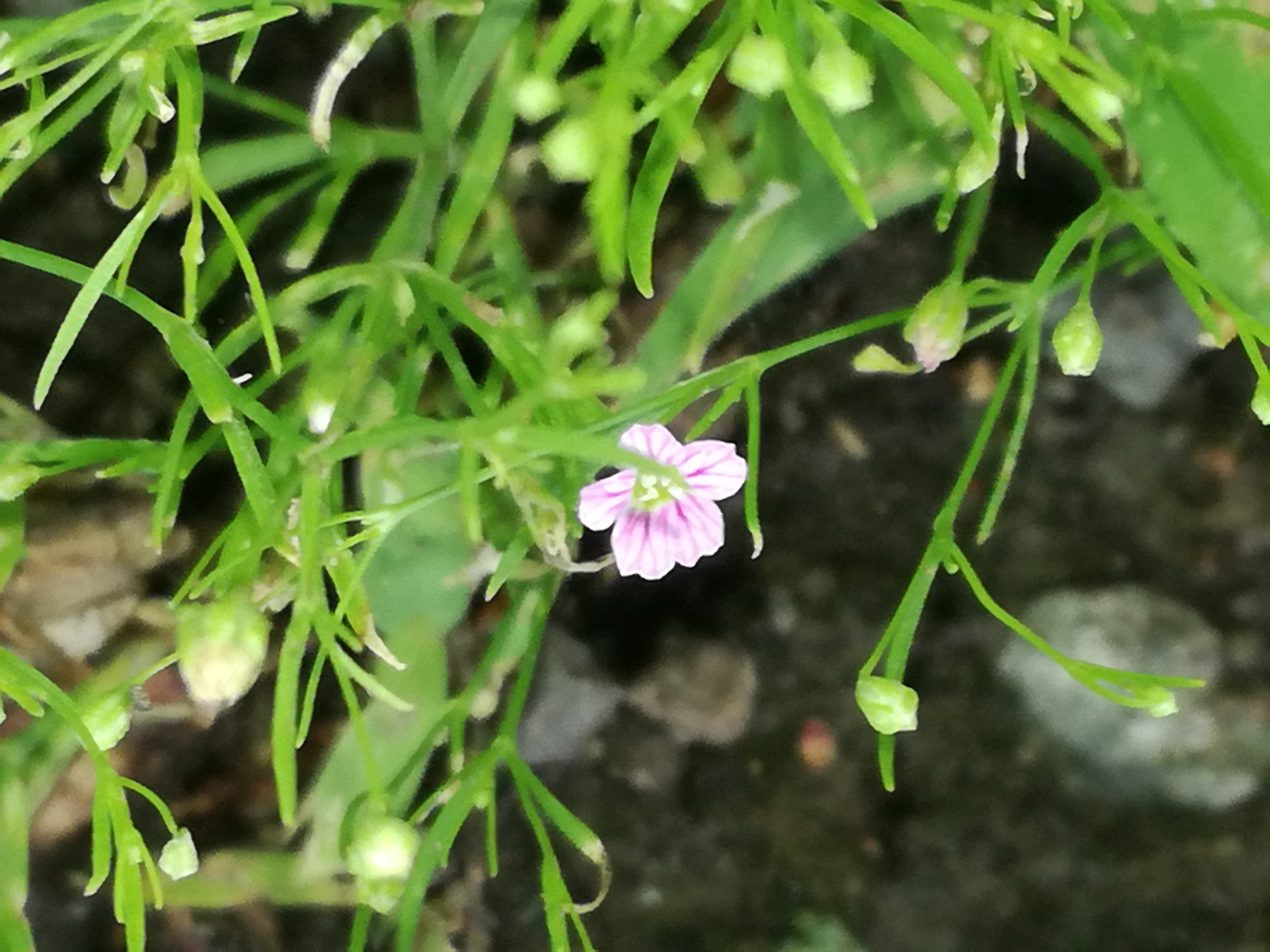 05062018214135 3704 art 2230 img 20180604 154843 1