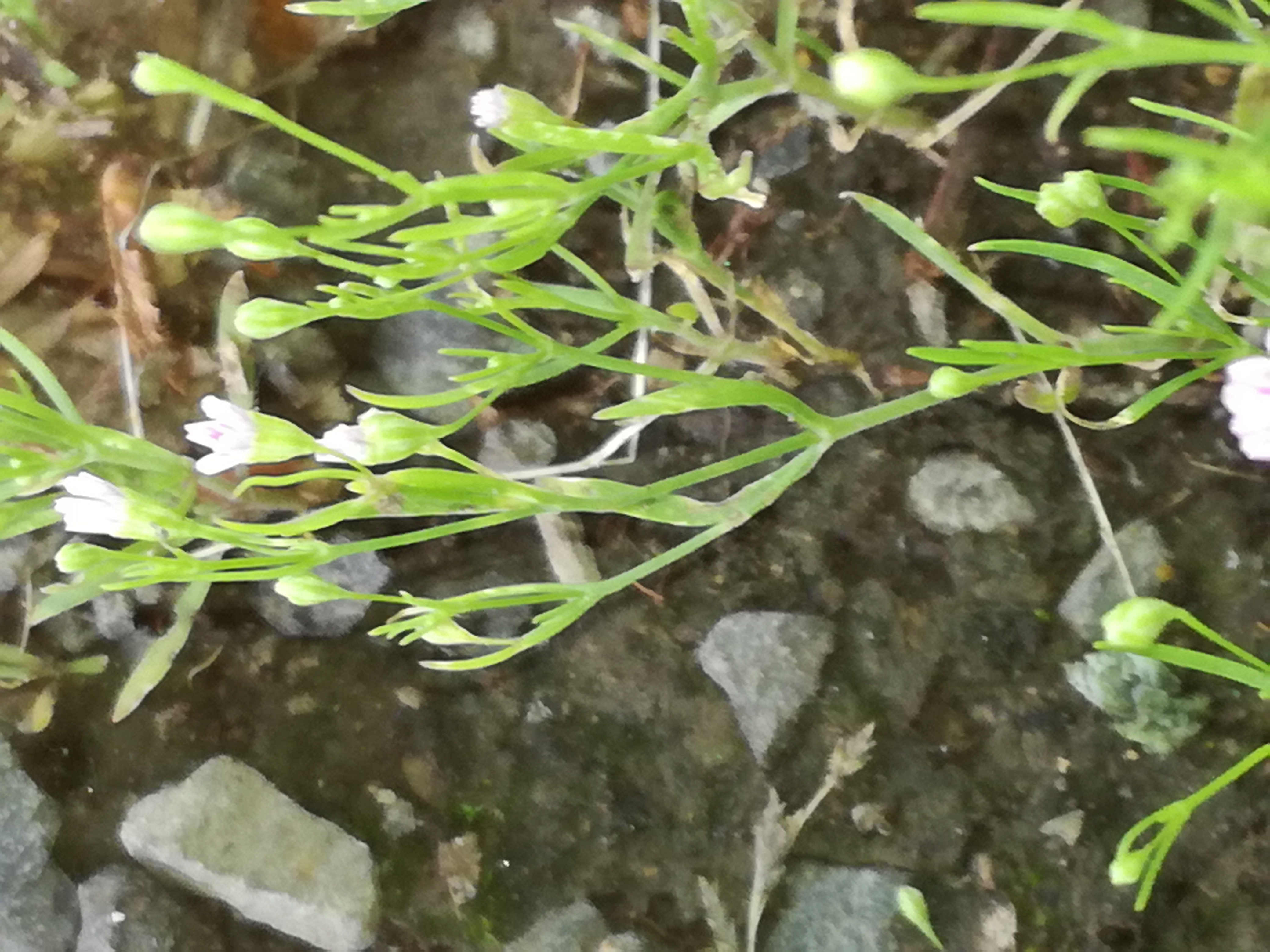 05062018214337 3705 art 2230 img 20180604 161608 2