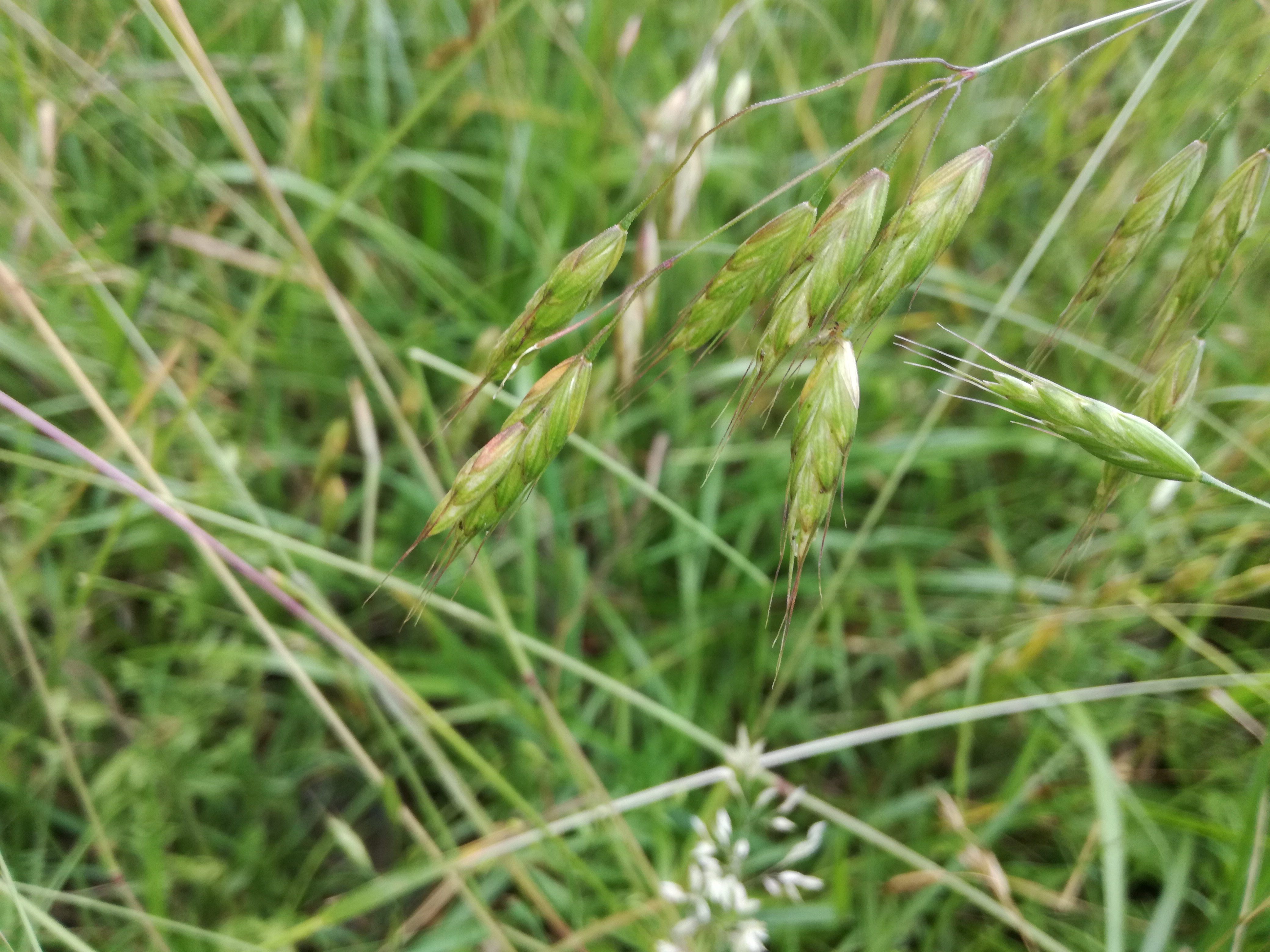 05062018214614 3706 art 1482 img 20180604 170239