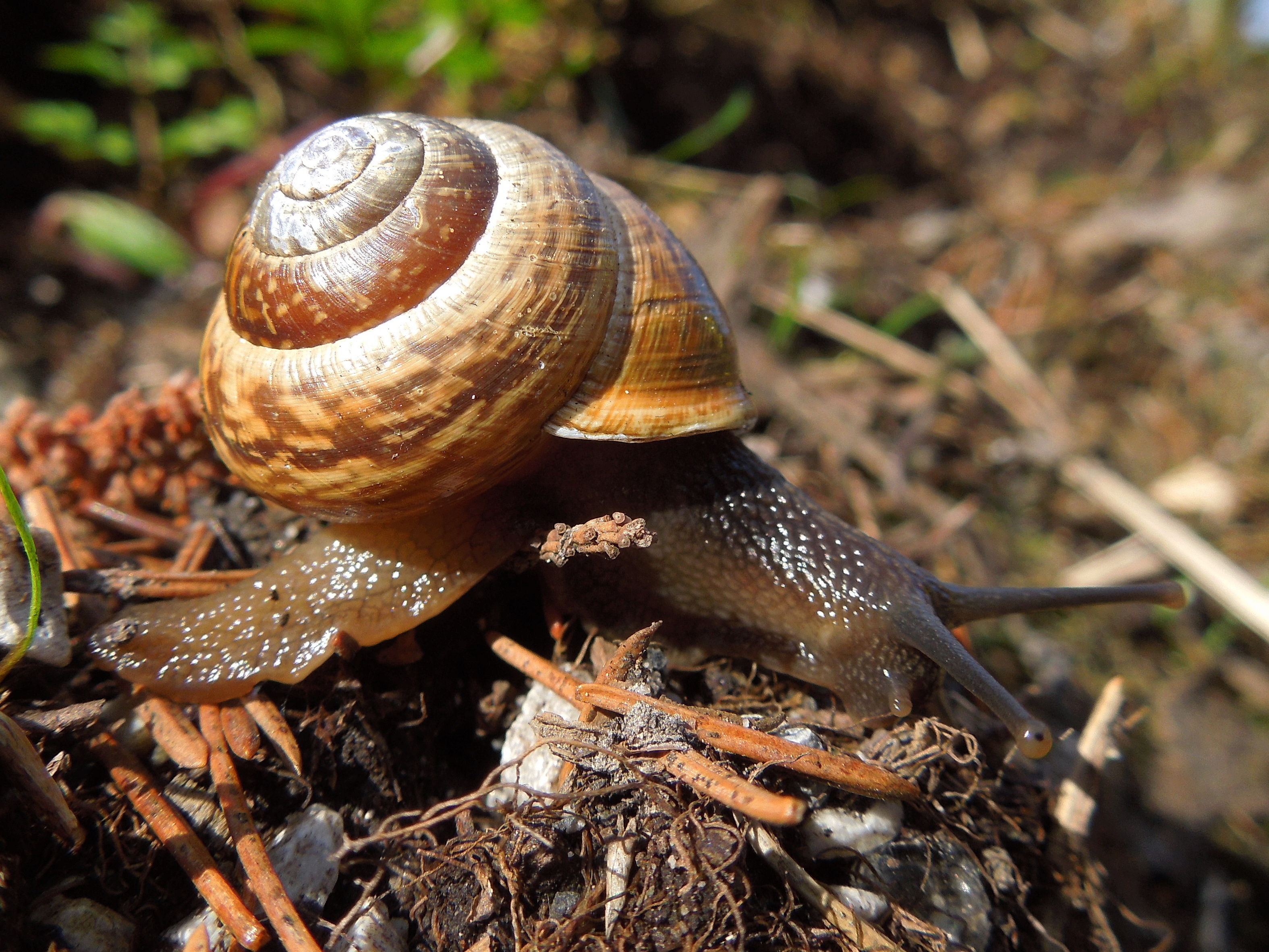 05072013111839 1077 art 877 gefleckte schnirkelschnecke01