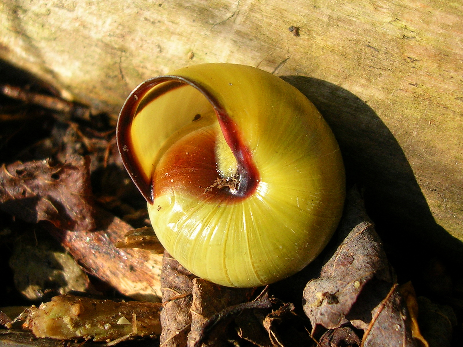 05072013115005 1079 art 876 hainschnirkelschnecke05