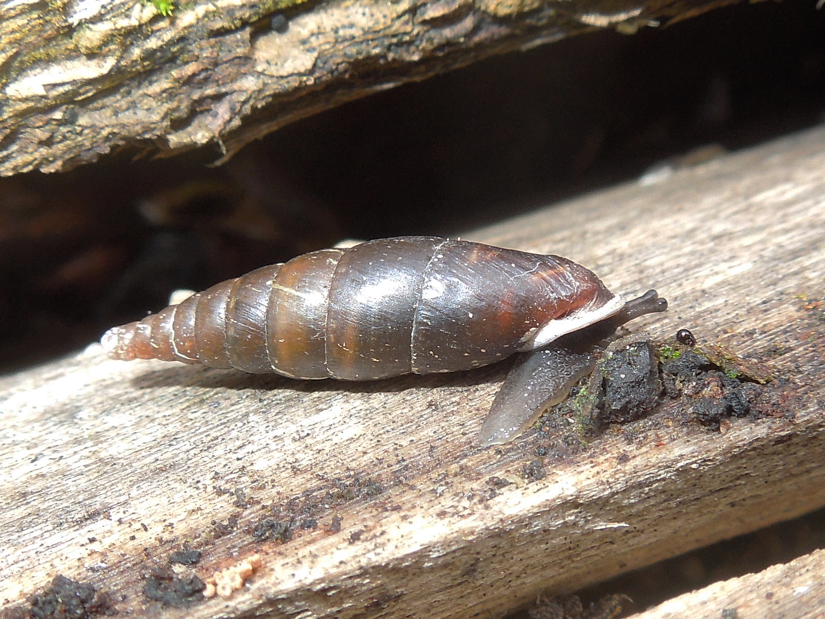 05072013115232 1080 art 928 glatte schliesmundschneke02