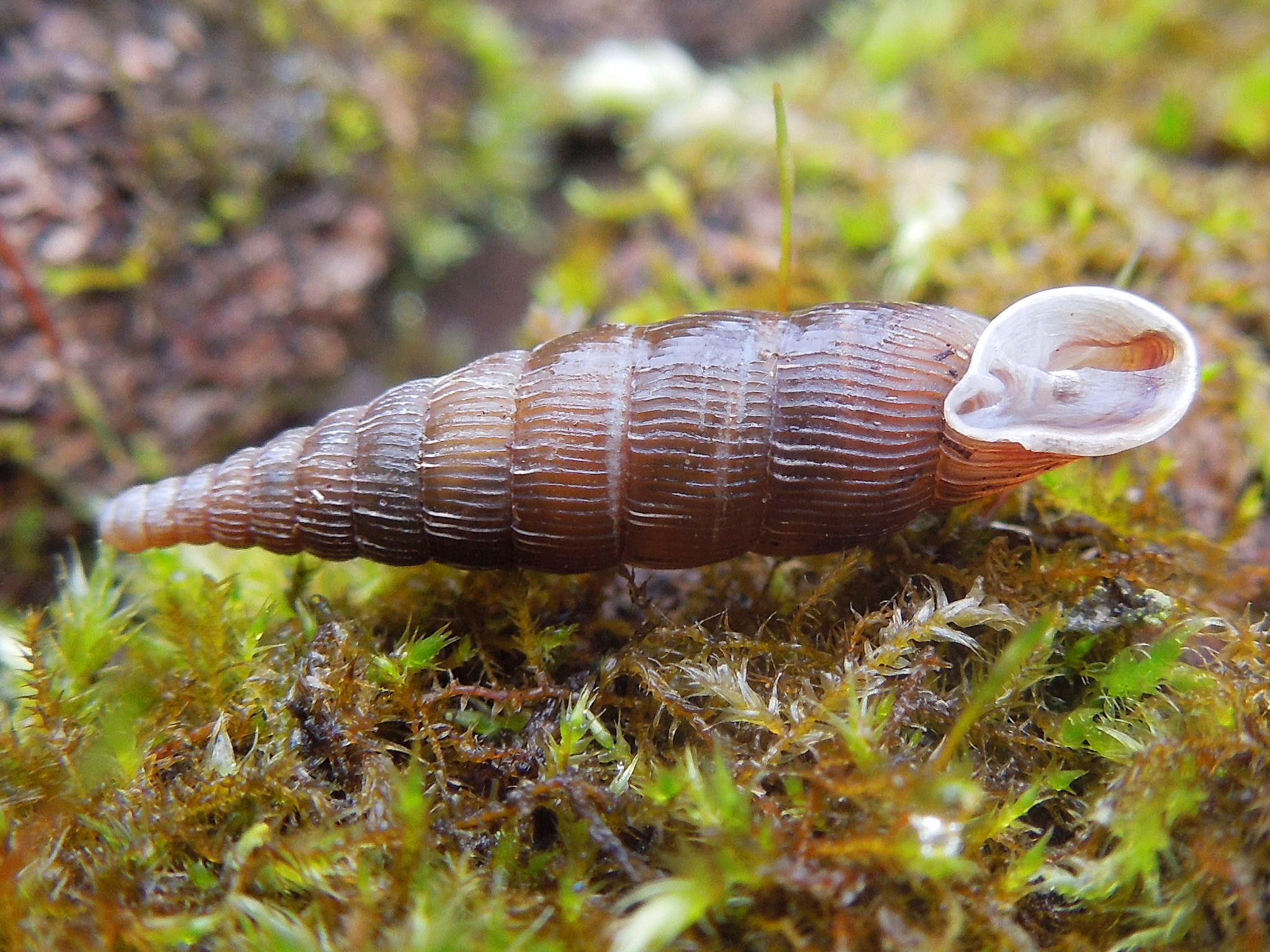 05072013115659 1081 art 929 gemeine schliesmundschnecke04