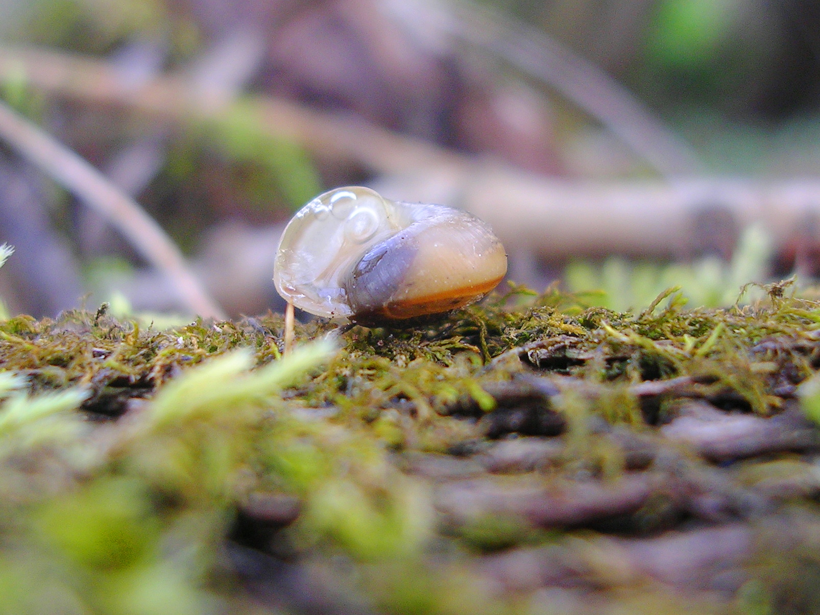 05072013121357 1082 art 930 schattenlaubschnecke06