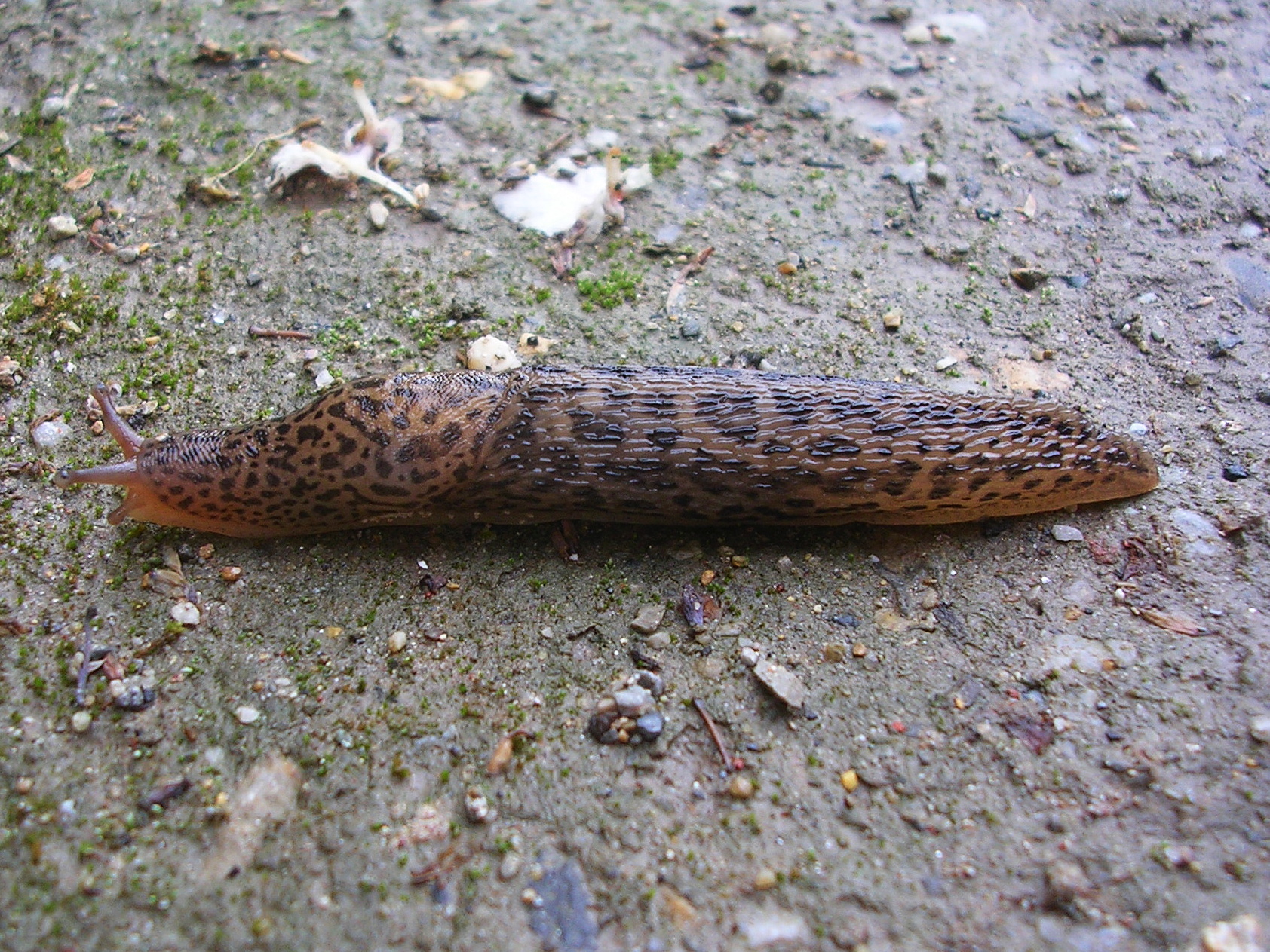 05072013121816 1083 art 931 tigerschnegel07