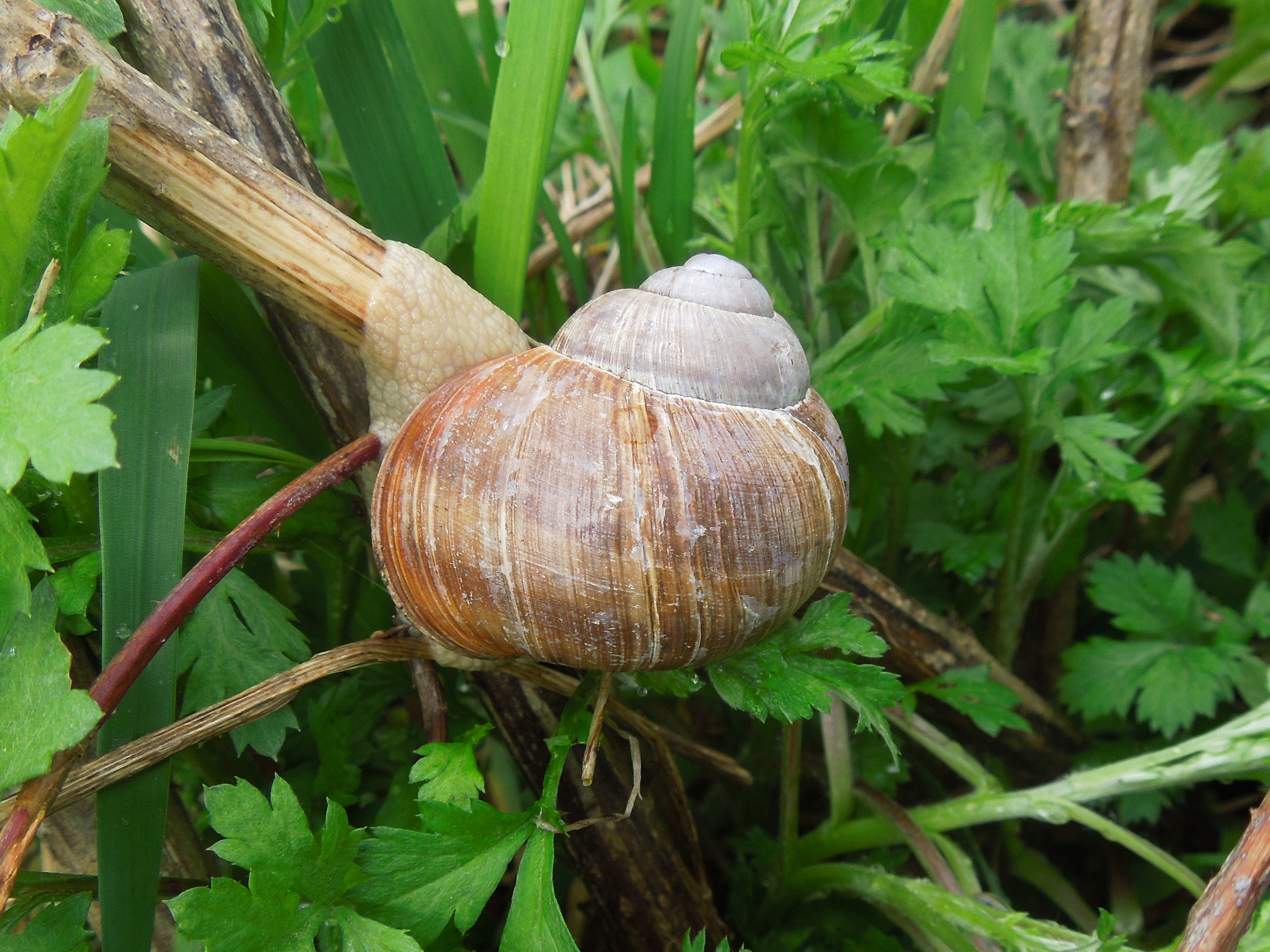 05072013122442 1084 art 874 weinbergschnecke08