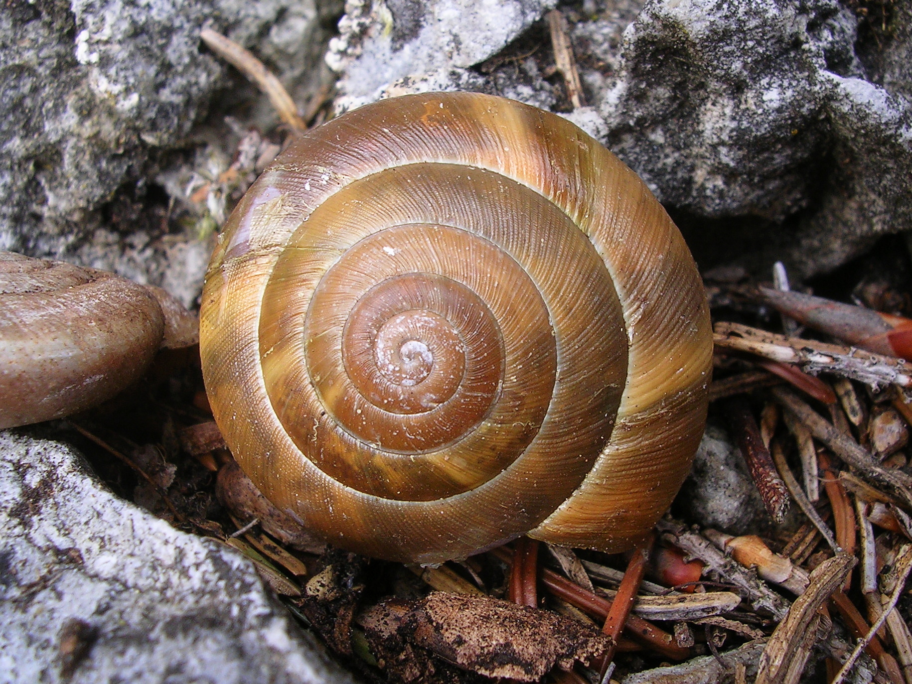 05072013122632 1085 art 927 wirtelschnecke09