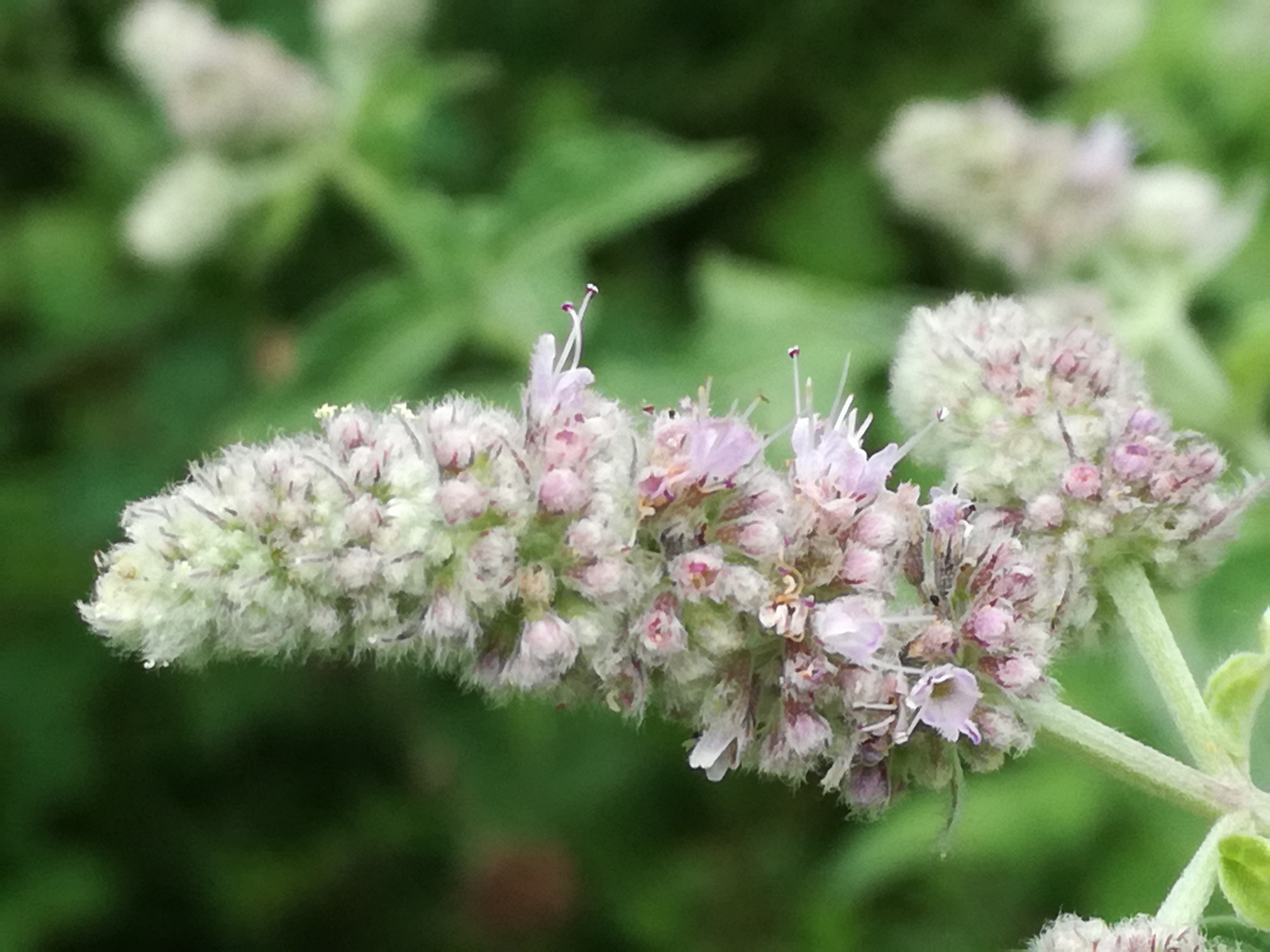 05072018113012 3801 art 1052 img 20180703 121805