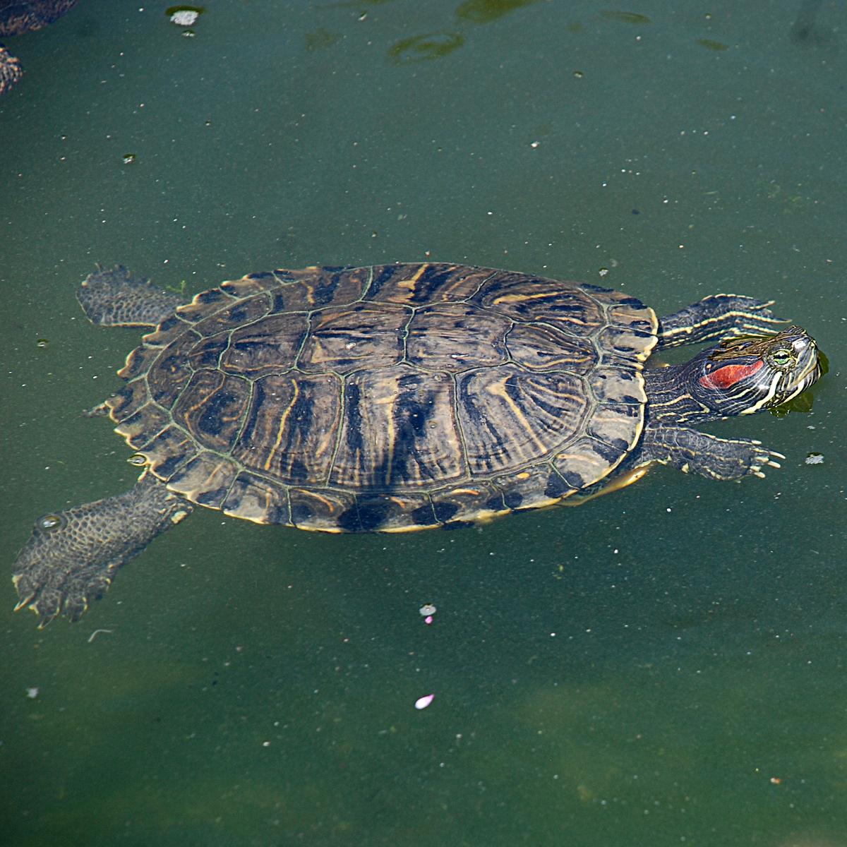 05082013100808 1255 art 1025 trachemysscriptael4x4