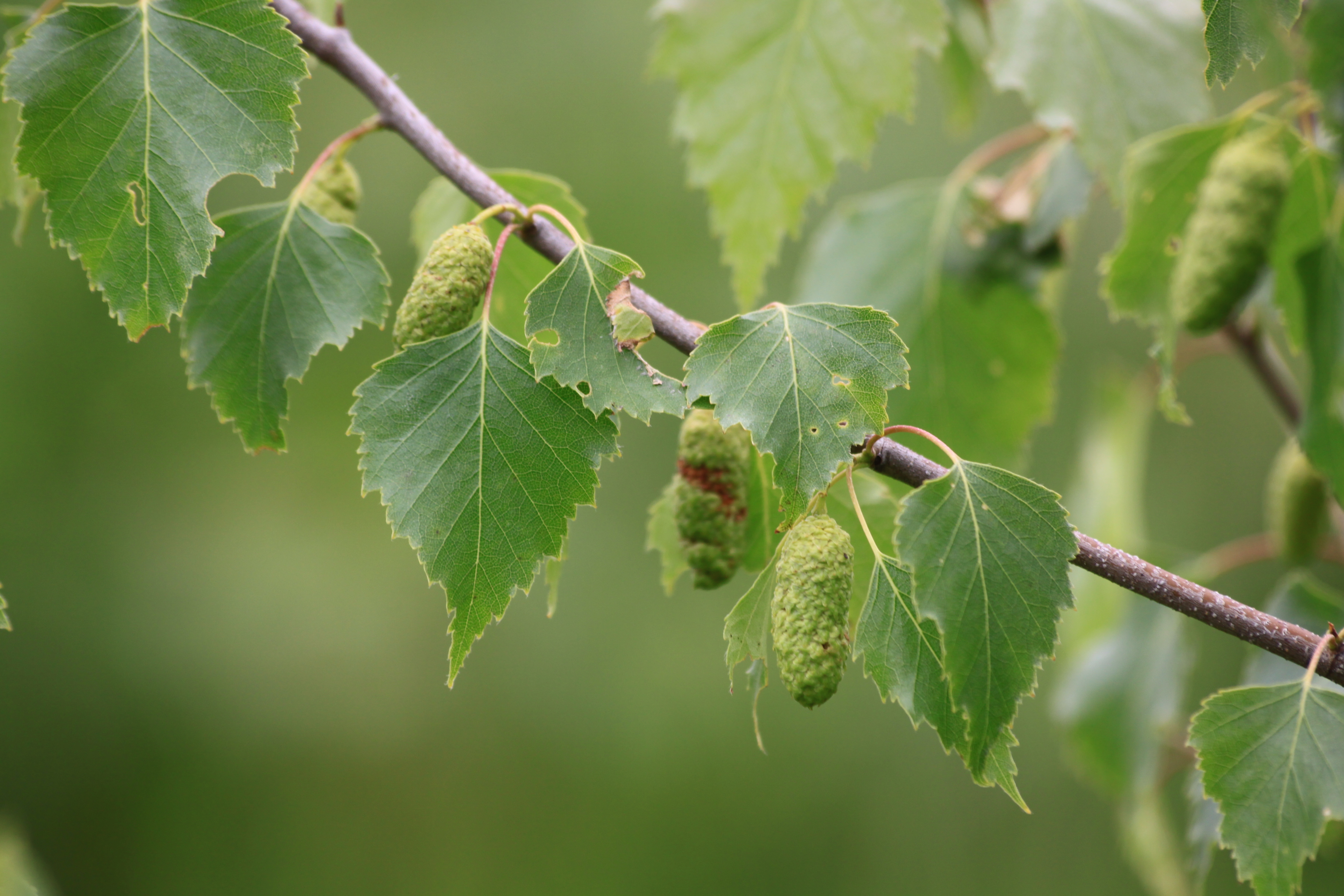 05082013215117 1256 art 1099 betula pendula orfalu Orseg ungarn 340 193